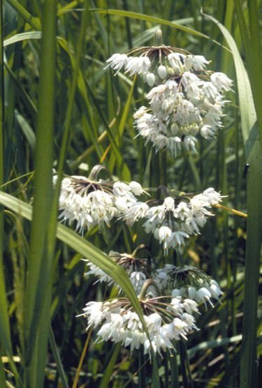 Allium_cernuum.jpg