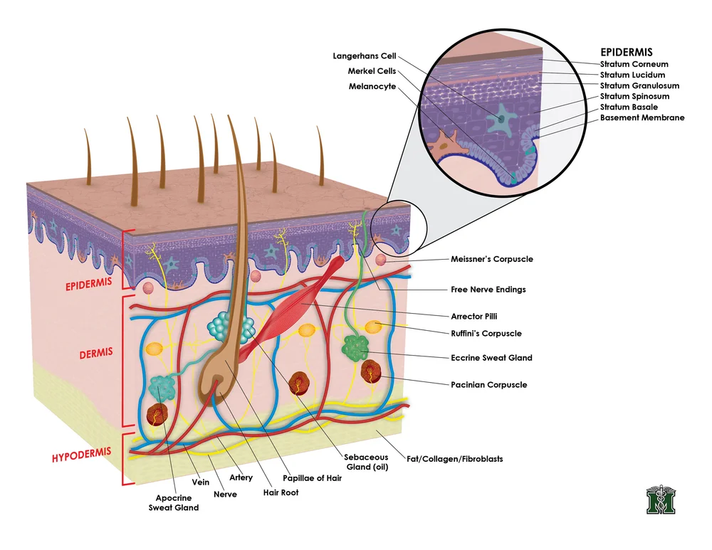Open Source Derms Medical Illustration — Two Tree Design
