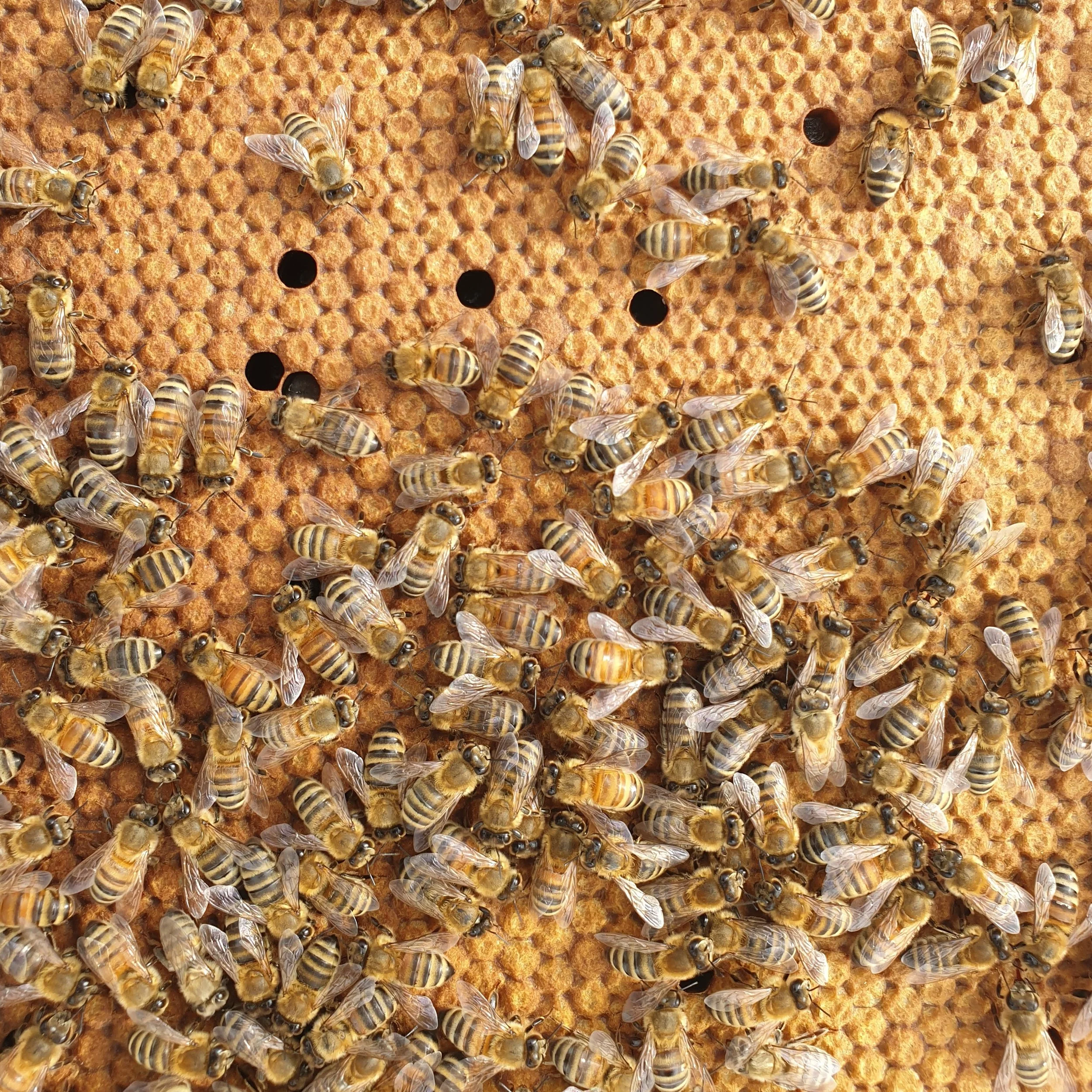 Manuka Honey Bee hives working