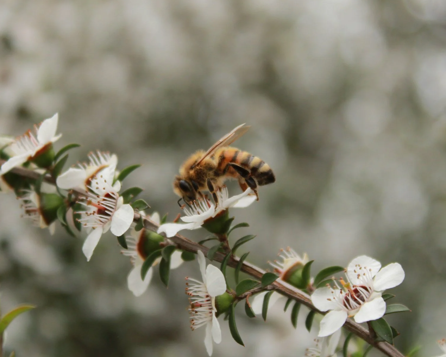 Close-up of a bee collecting nectar from white flowers on a branch.