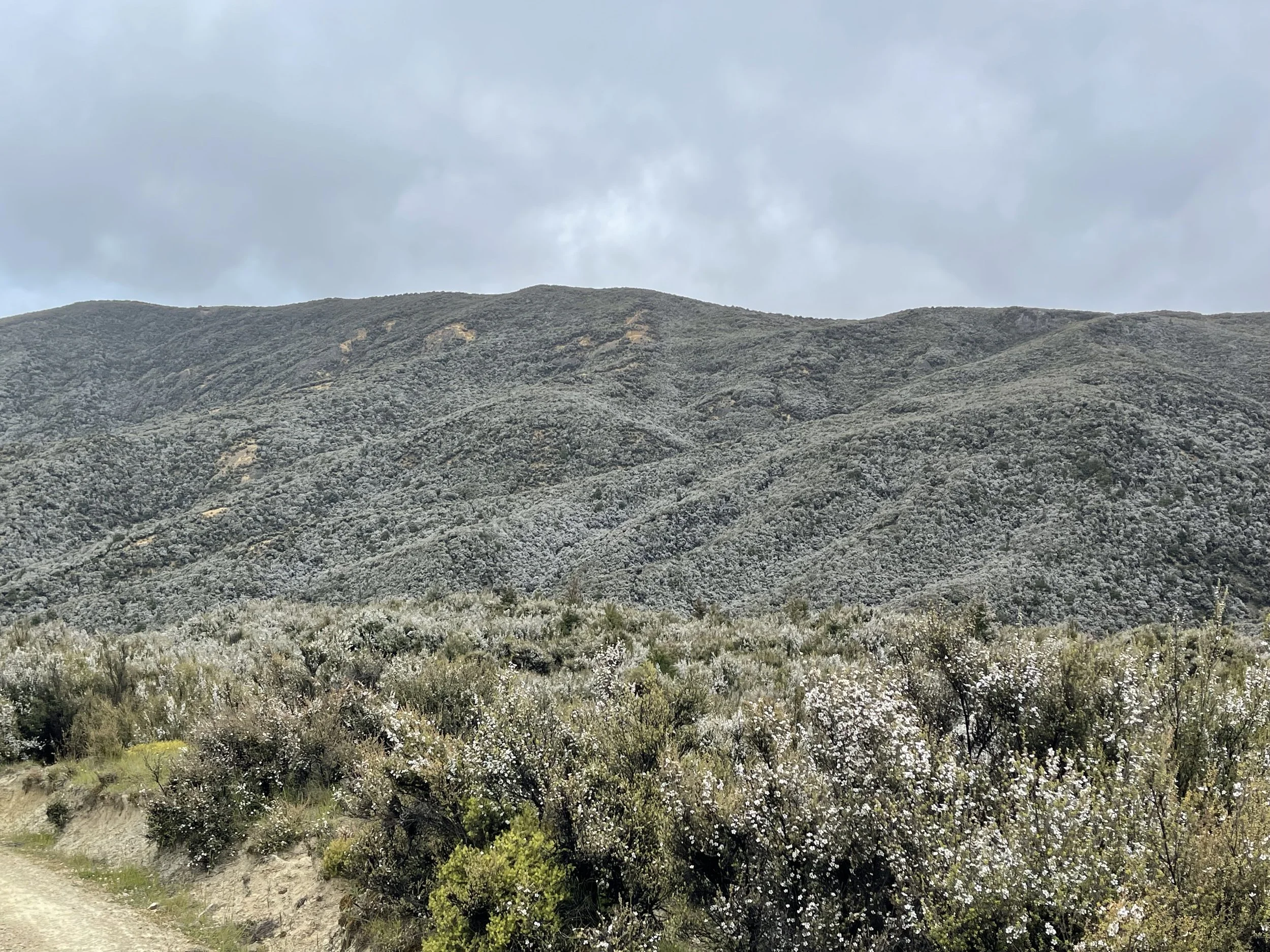 Manuka in flower across the range