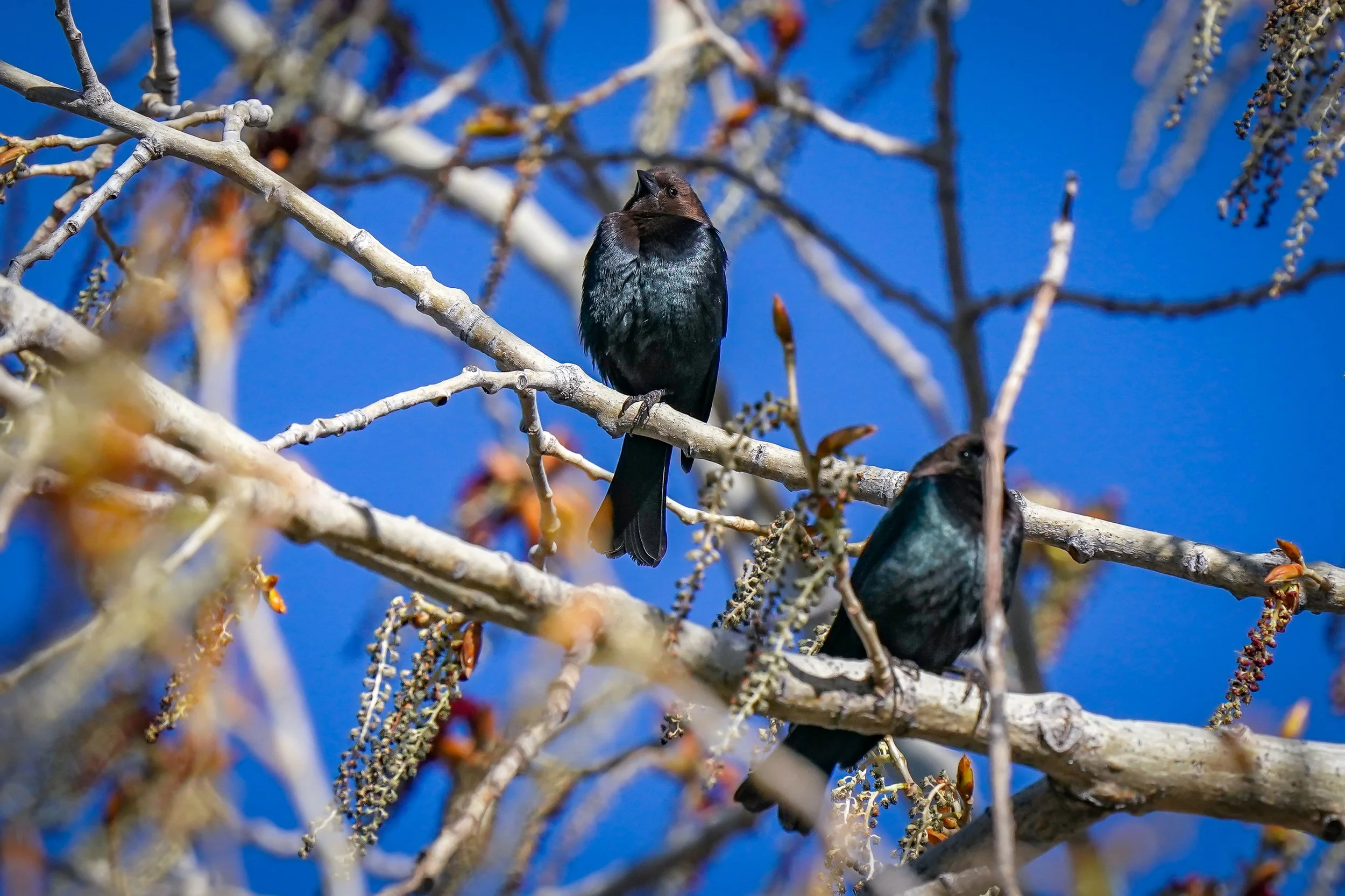 Brown-headed cowbirds