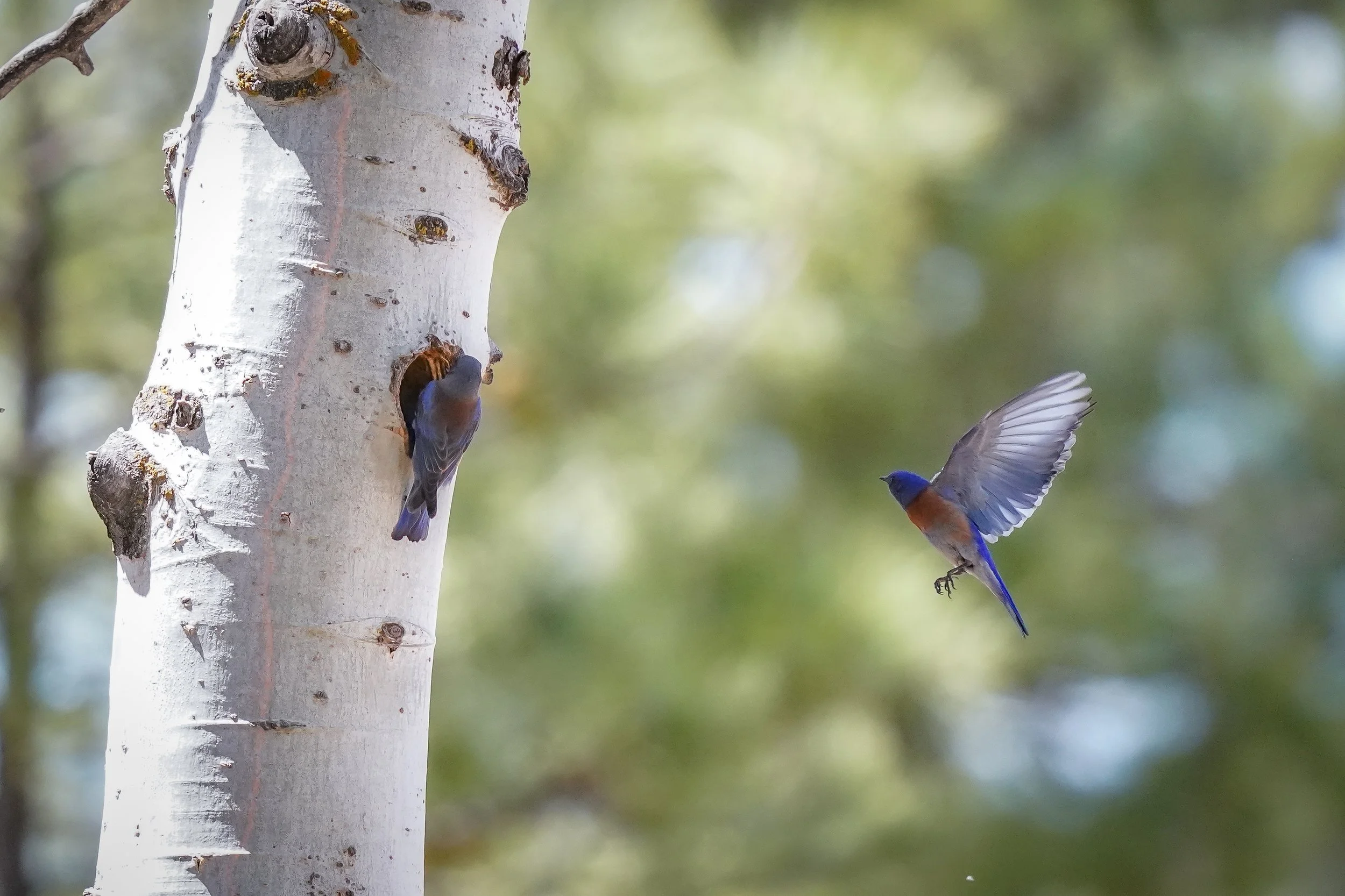 Western bluebird pair