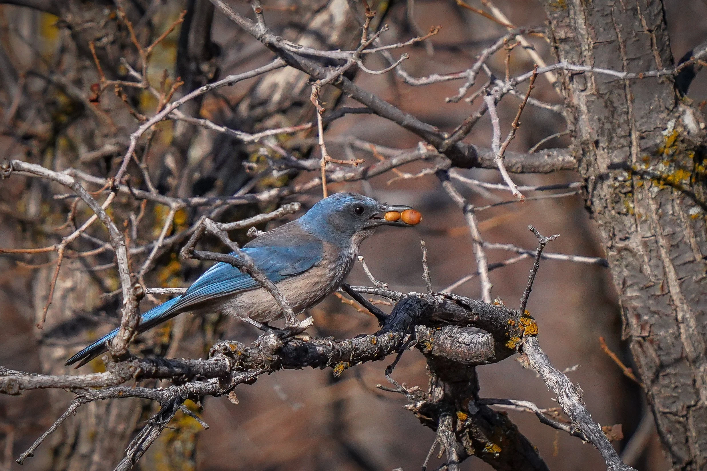 Woodhouse's Scrub Jay