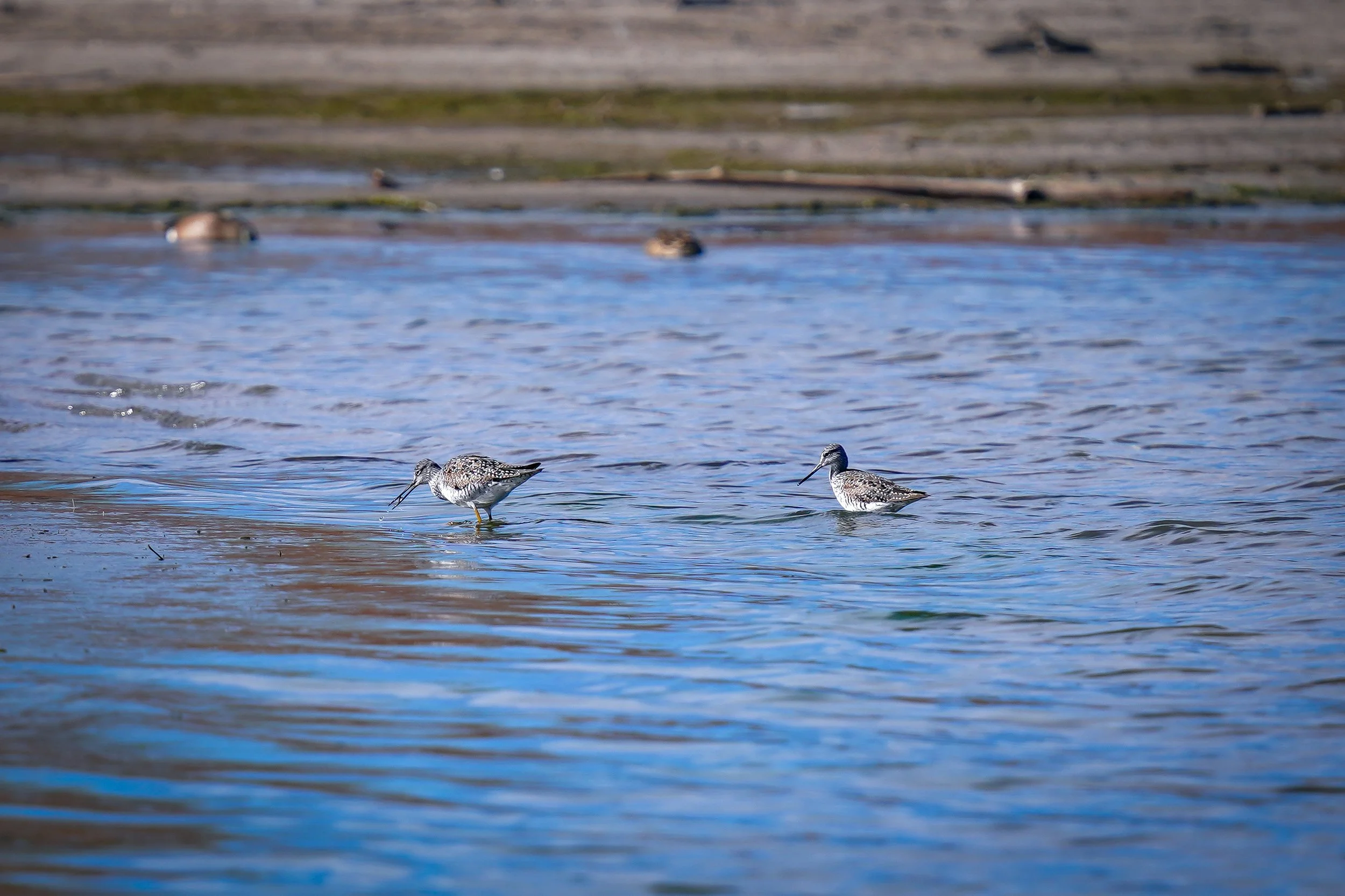 Greater Yellowlegs pair