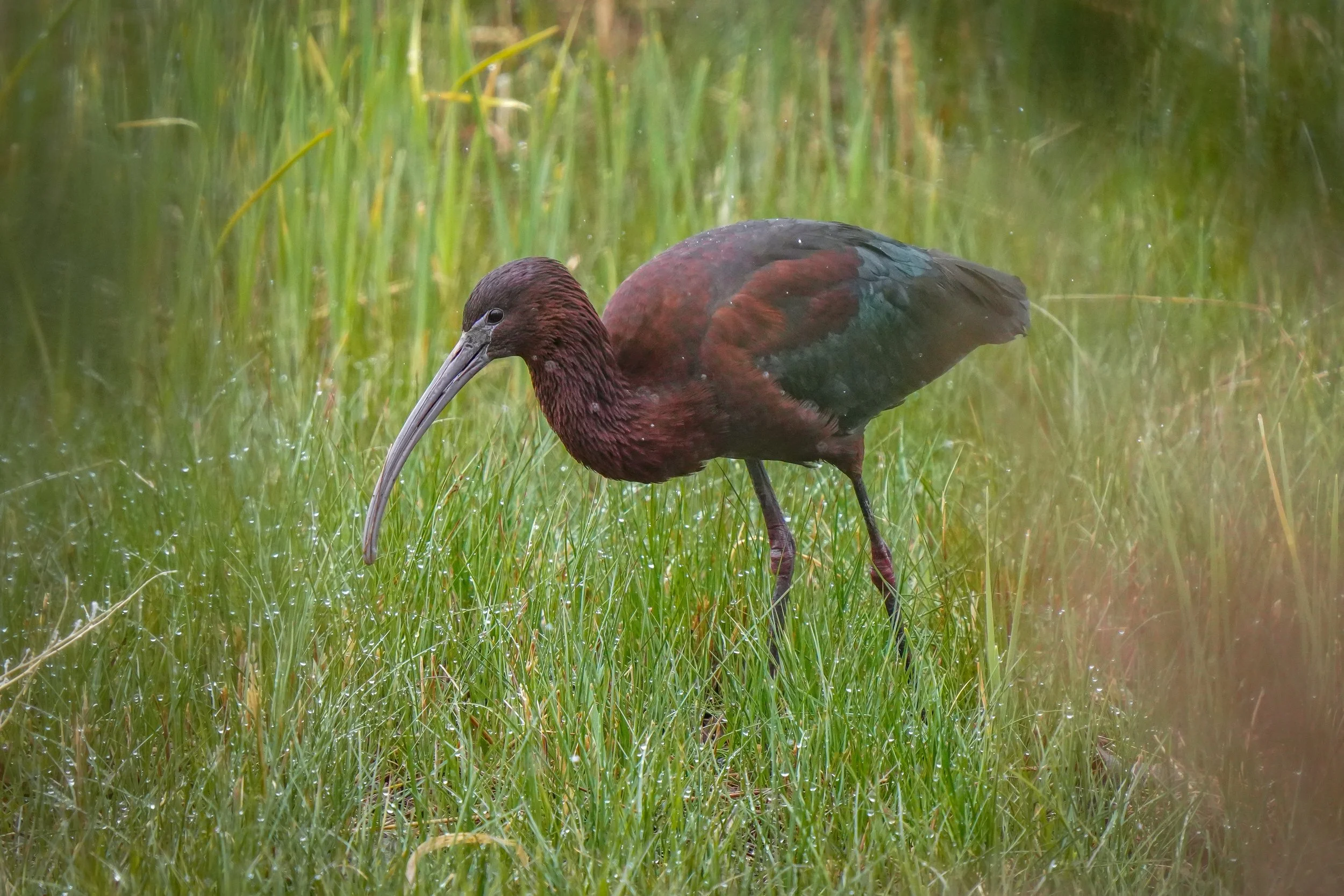 Glossy Ibis