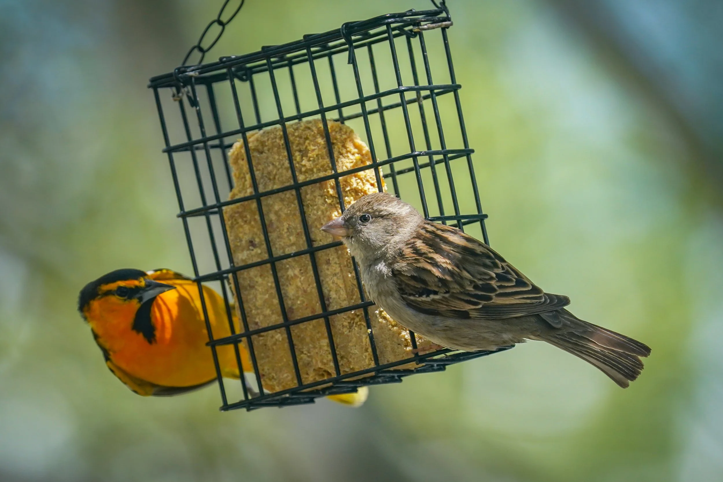 House Sparrow and Bullock's Oriole