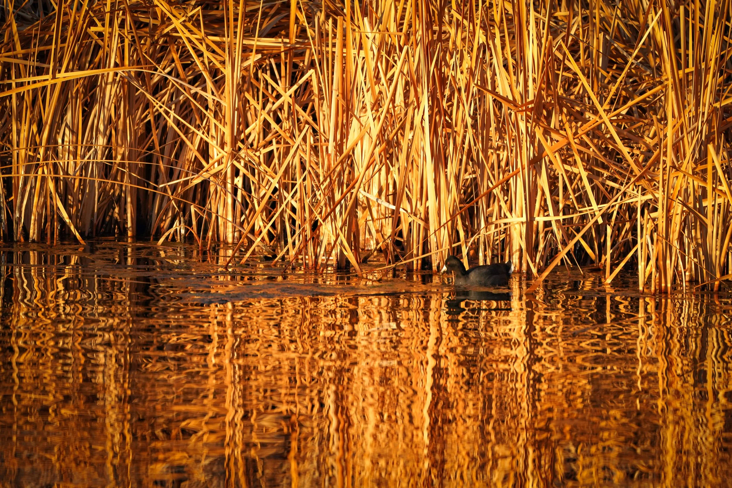 American Coot at golden hour