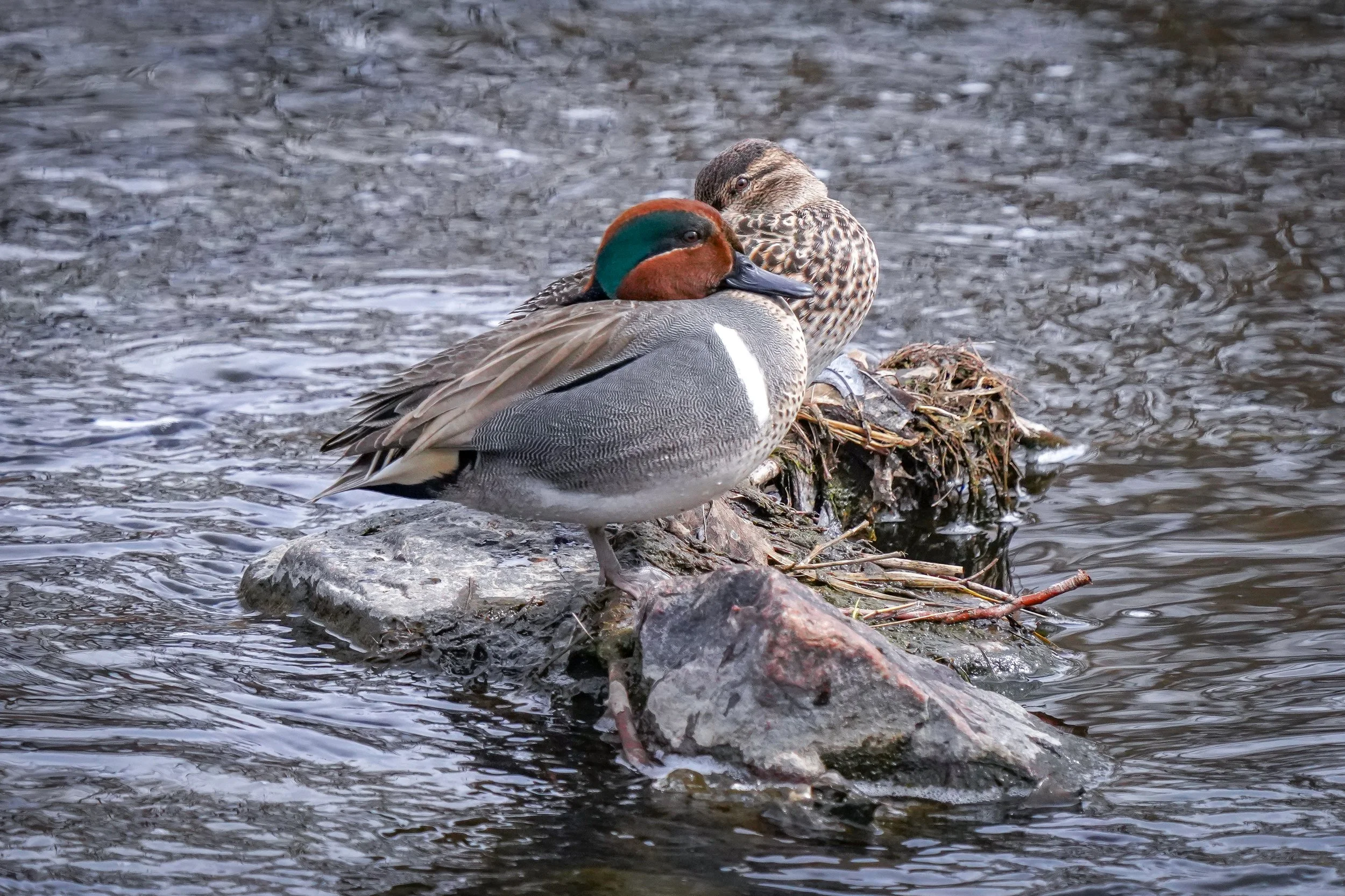 Green-winged Teal pair