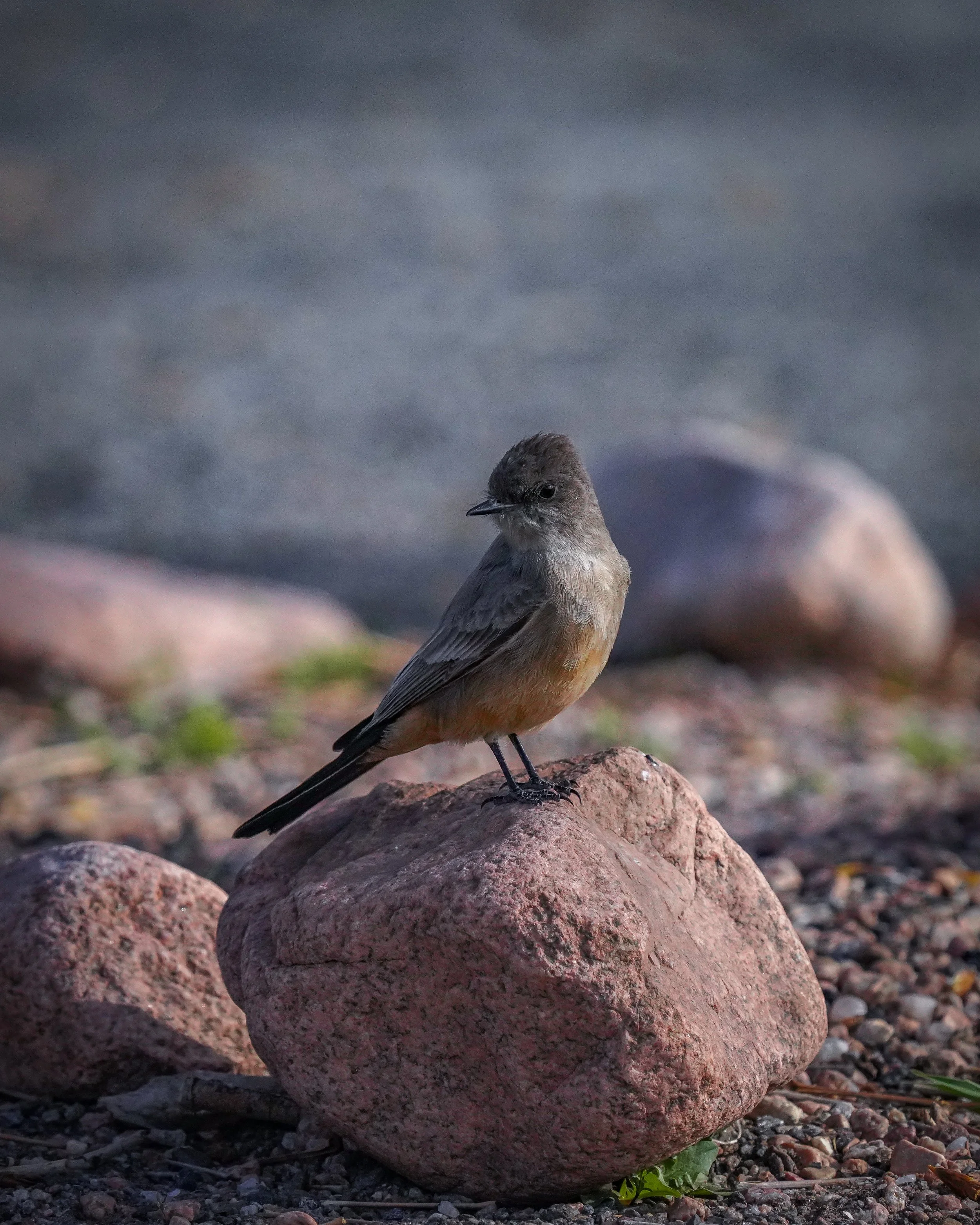 Say's Phoebe