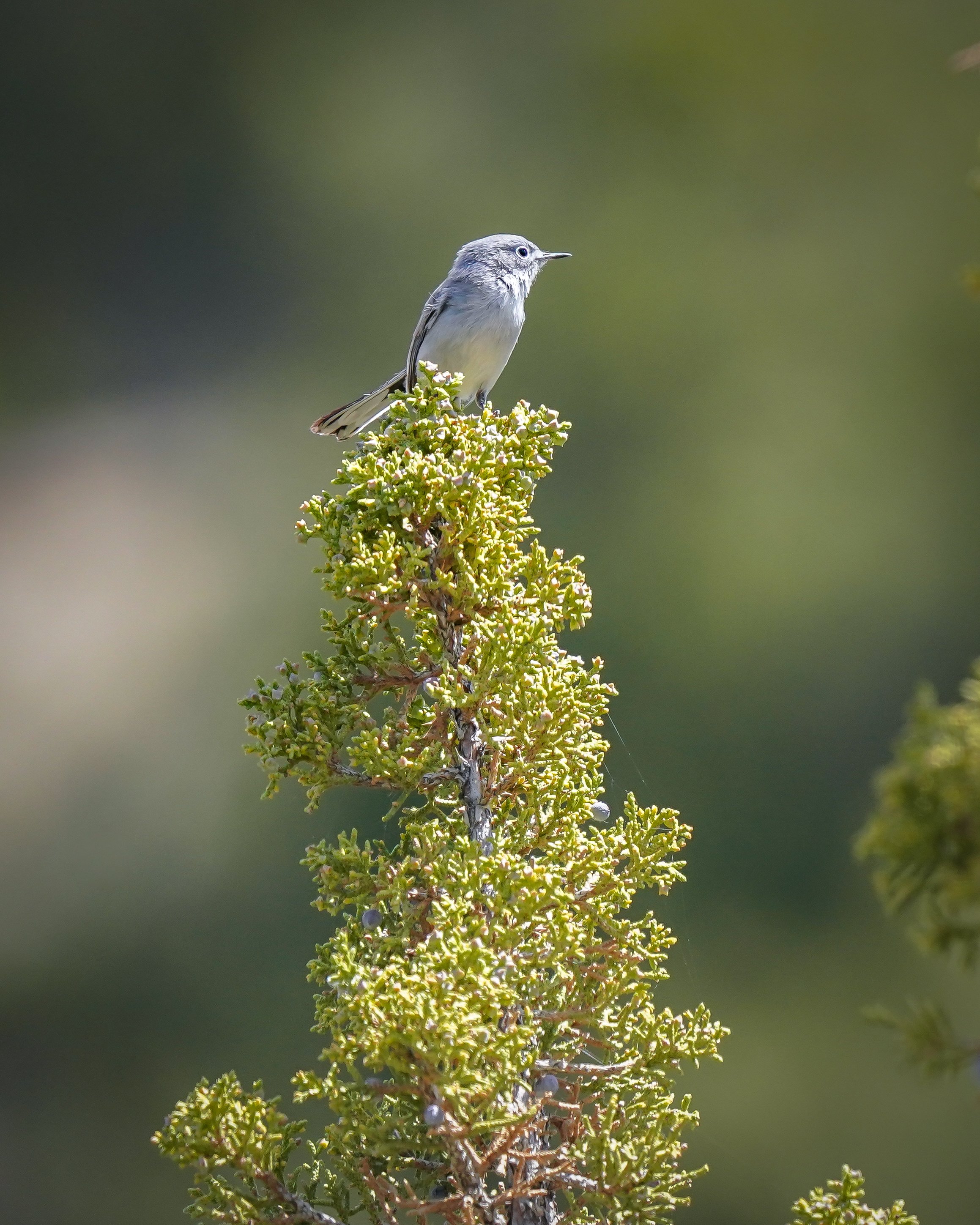 Another day....another place...Blue-gray Gnatcatcher