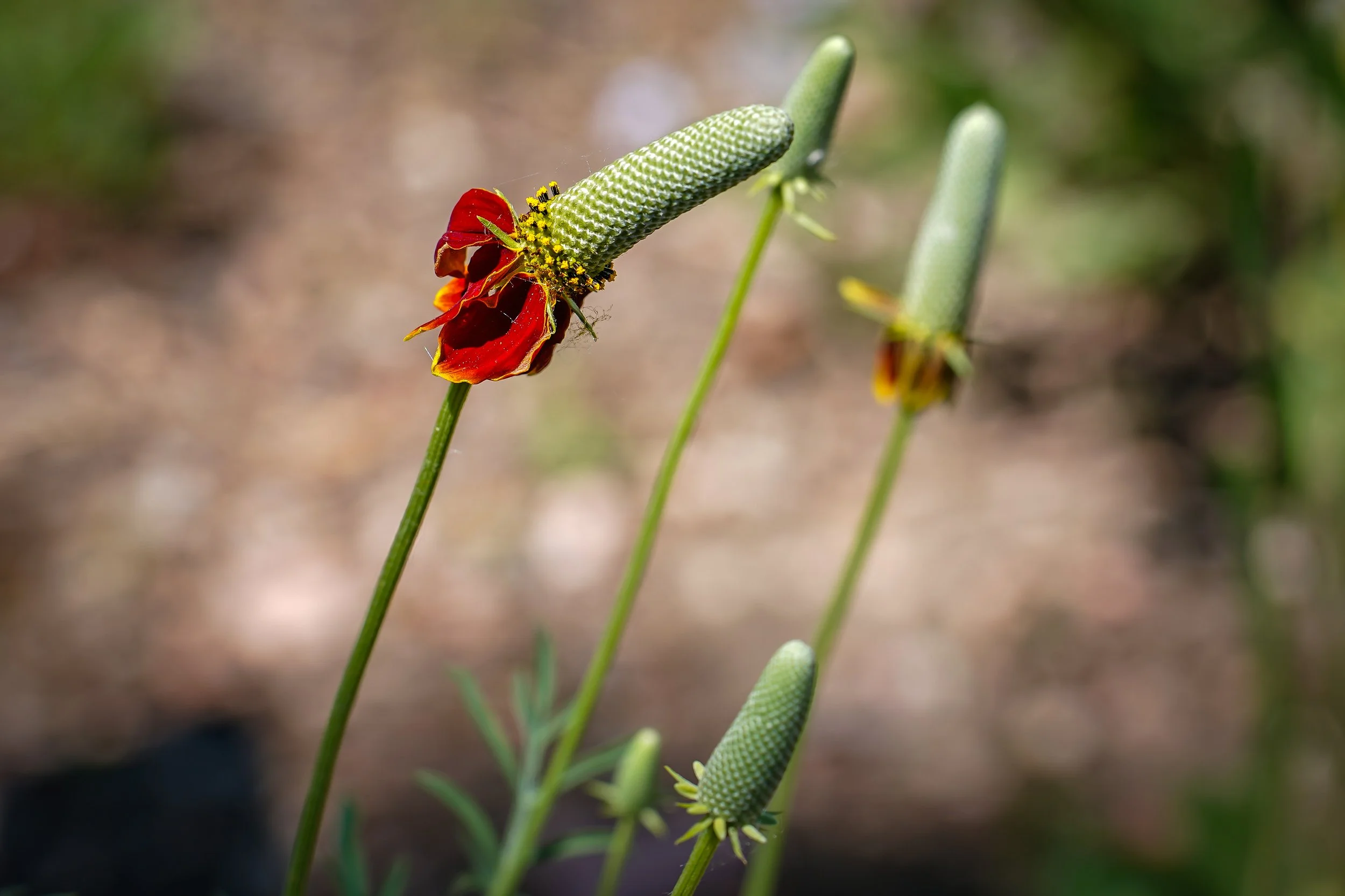2024-06-22-birds-and-blooms-laura-sheets-6.jpg