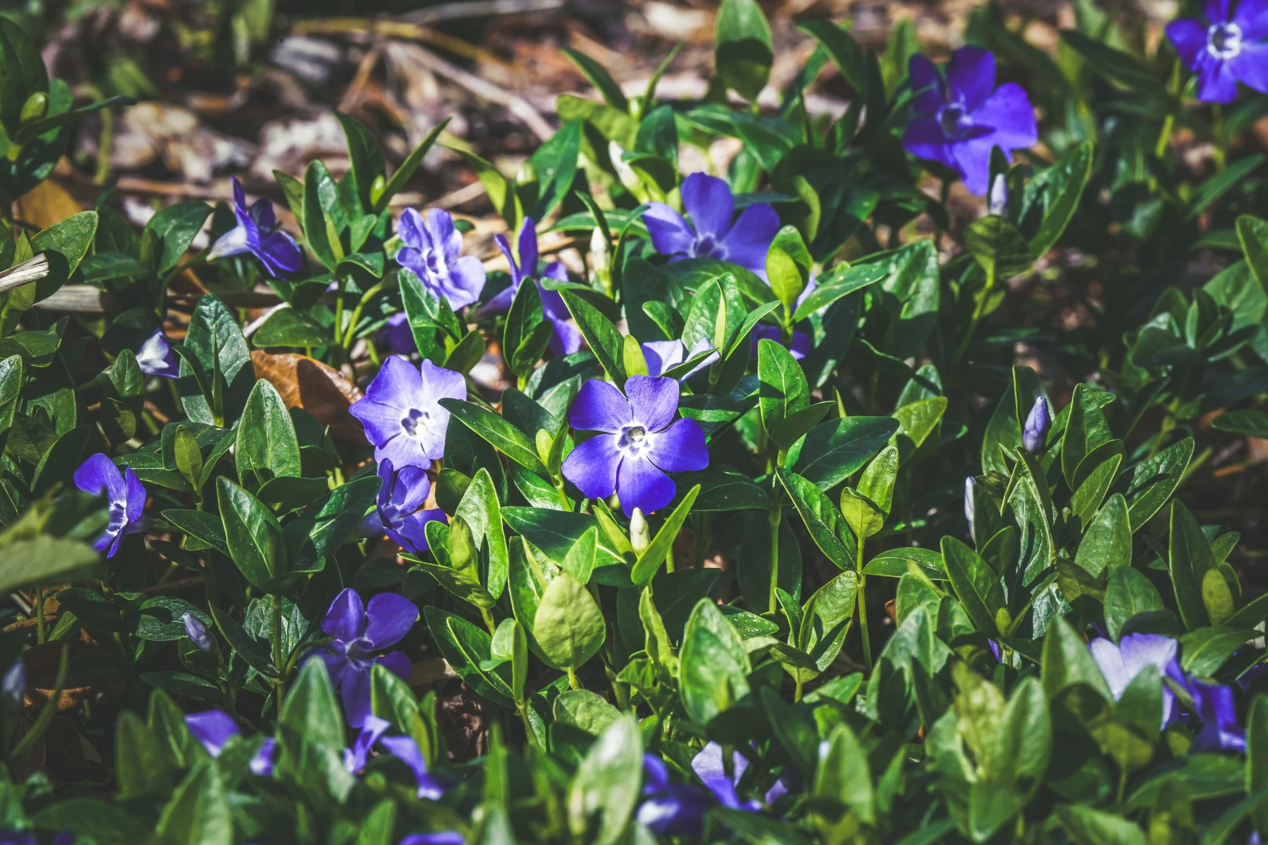 Spring blooms