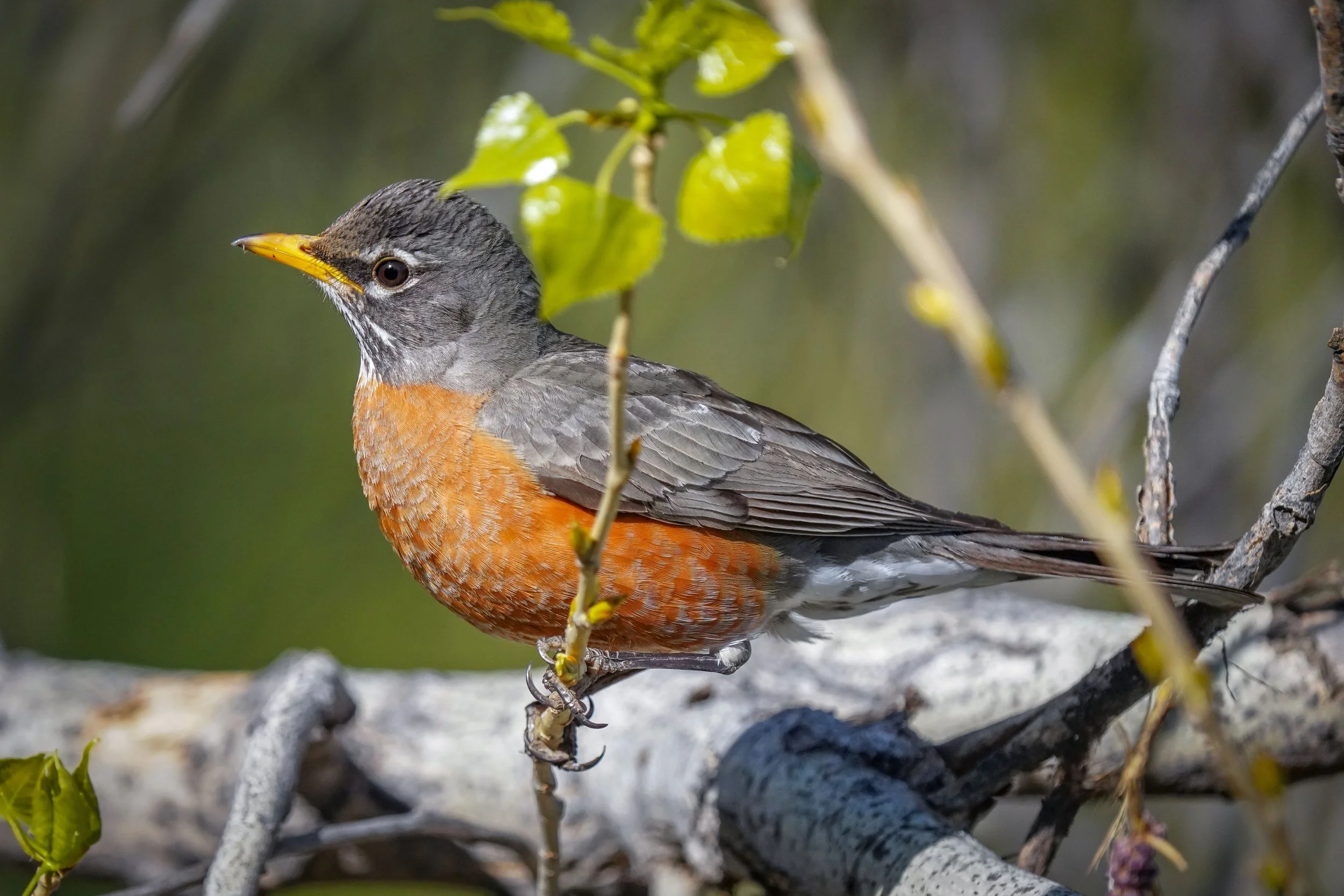 American Robin