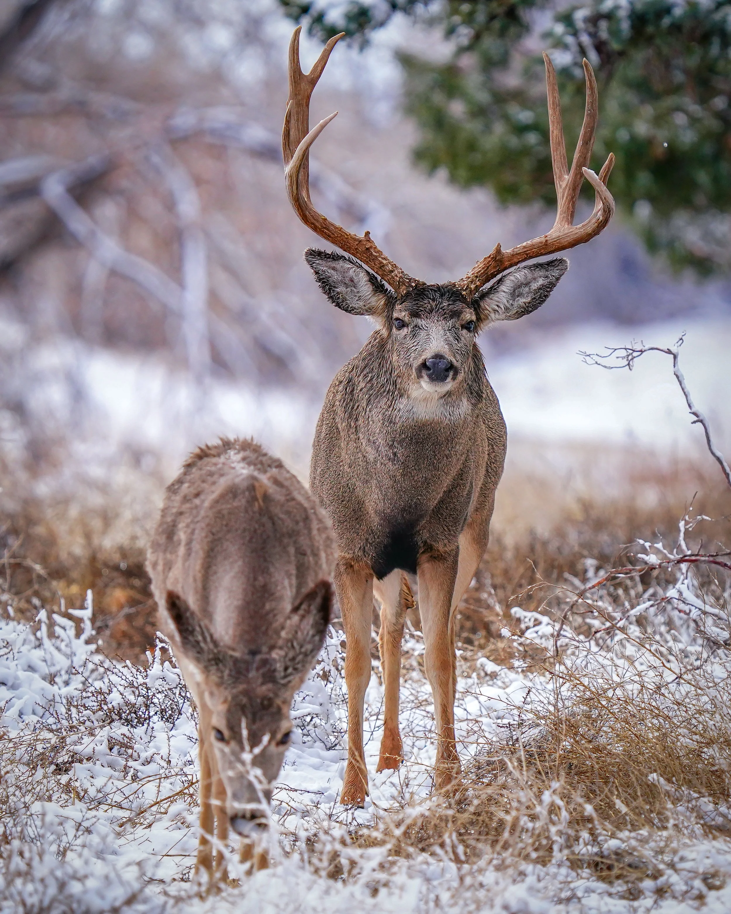 But really, just doing his job during the rut