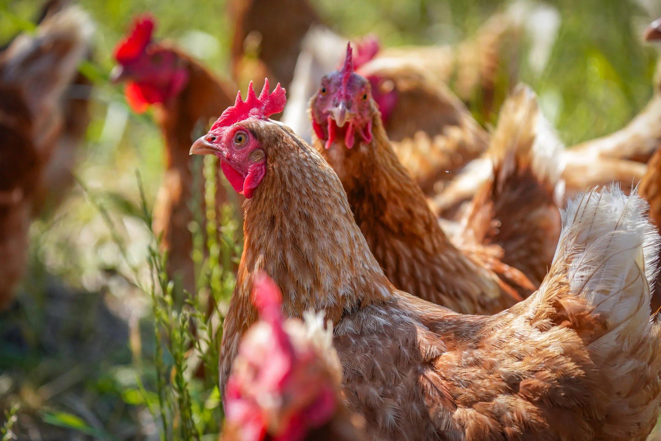 Our friend's chickens