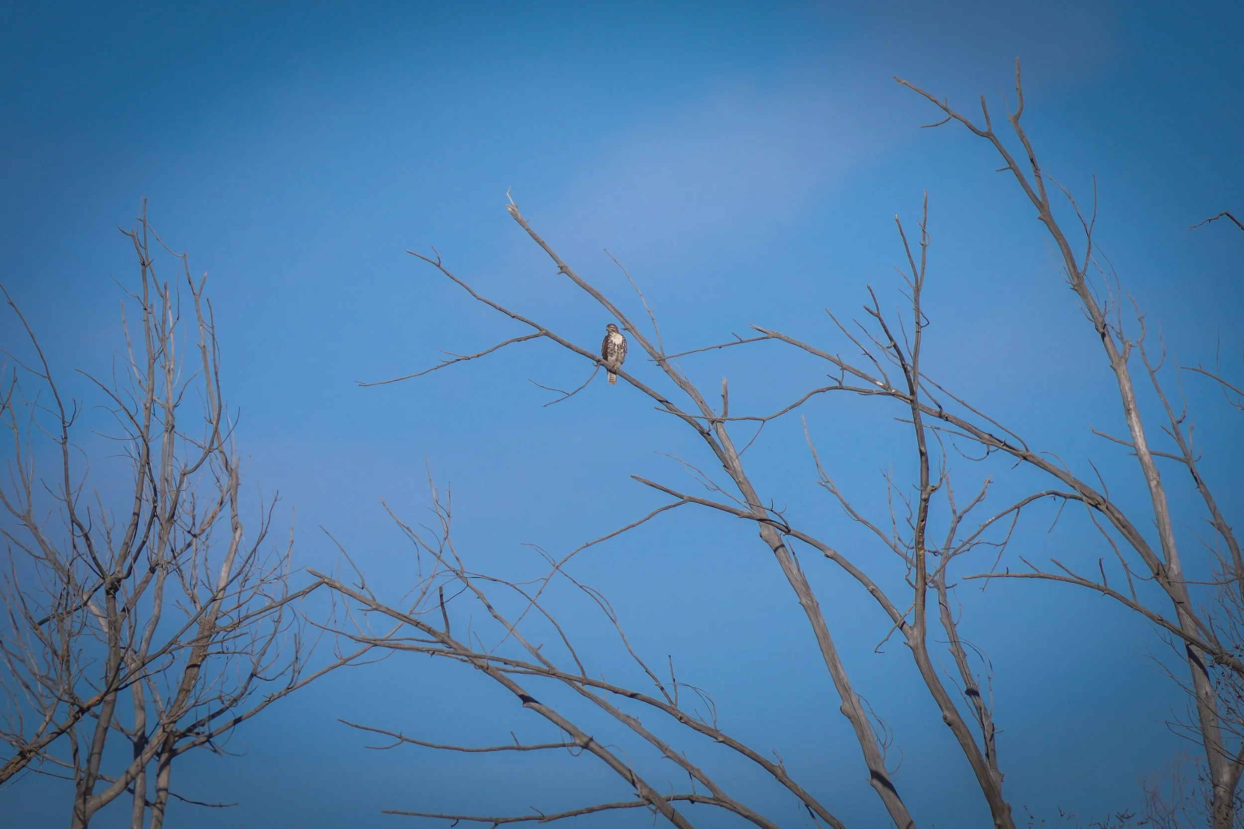 Far away Red-tailed Hawk
