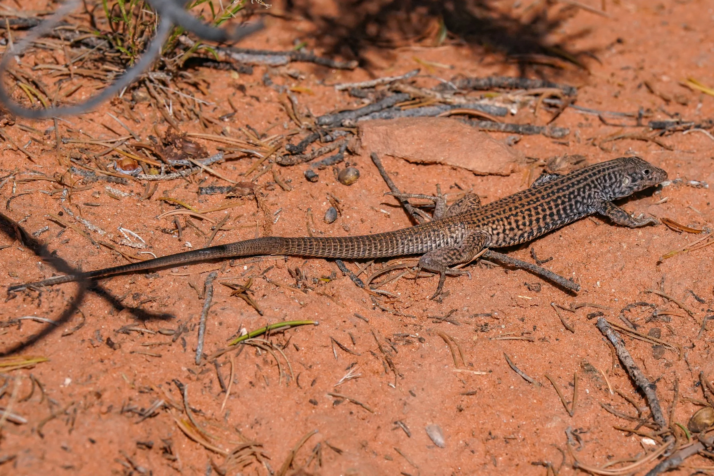 Lots of cool lizards in the desert!  ID forthcoming....