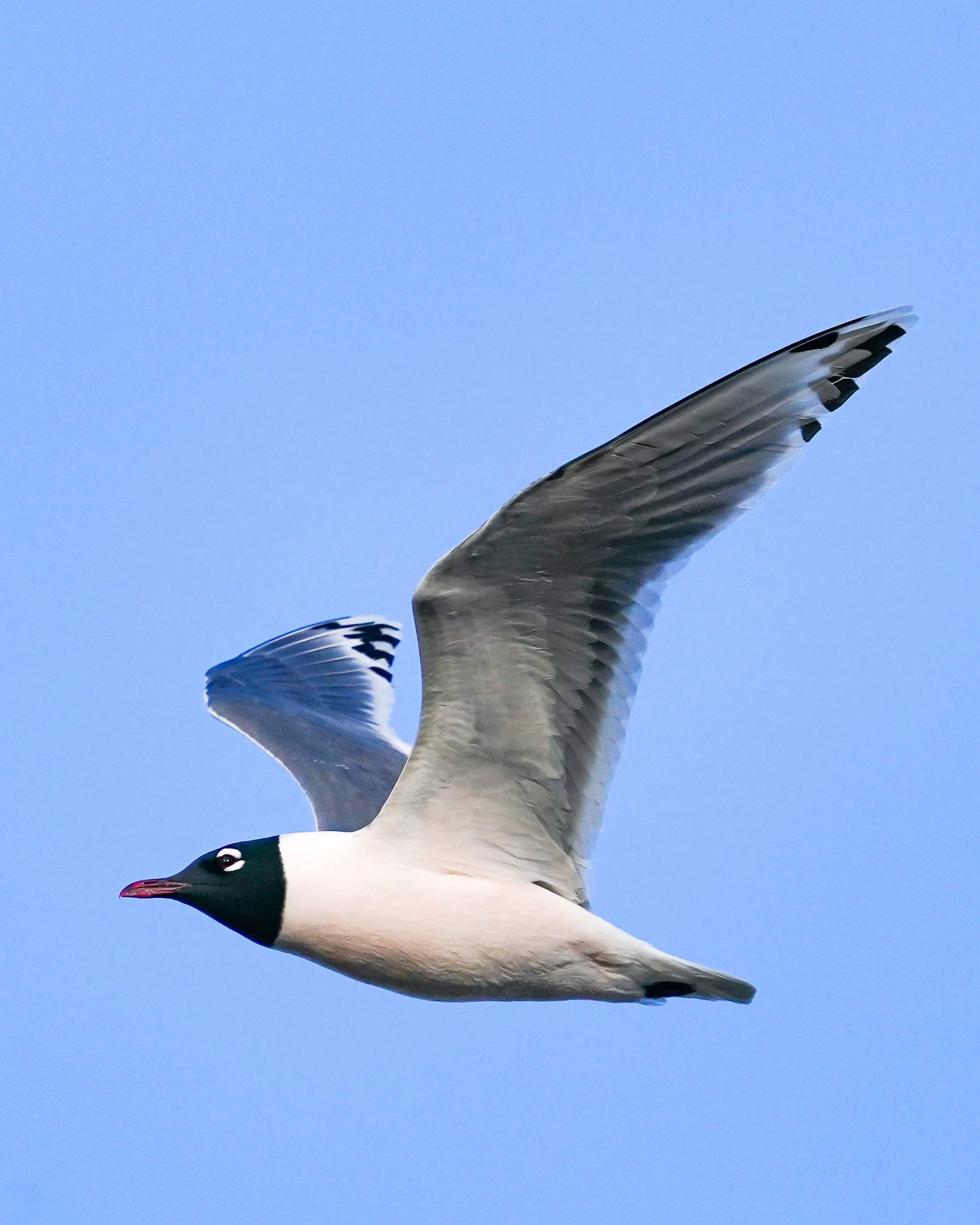 Franklin's Gull