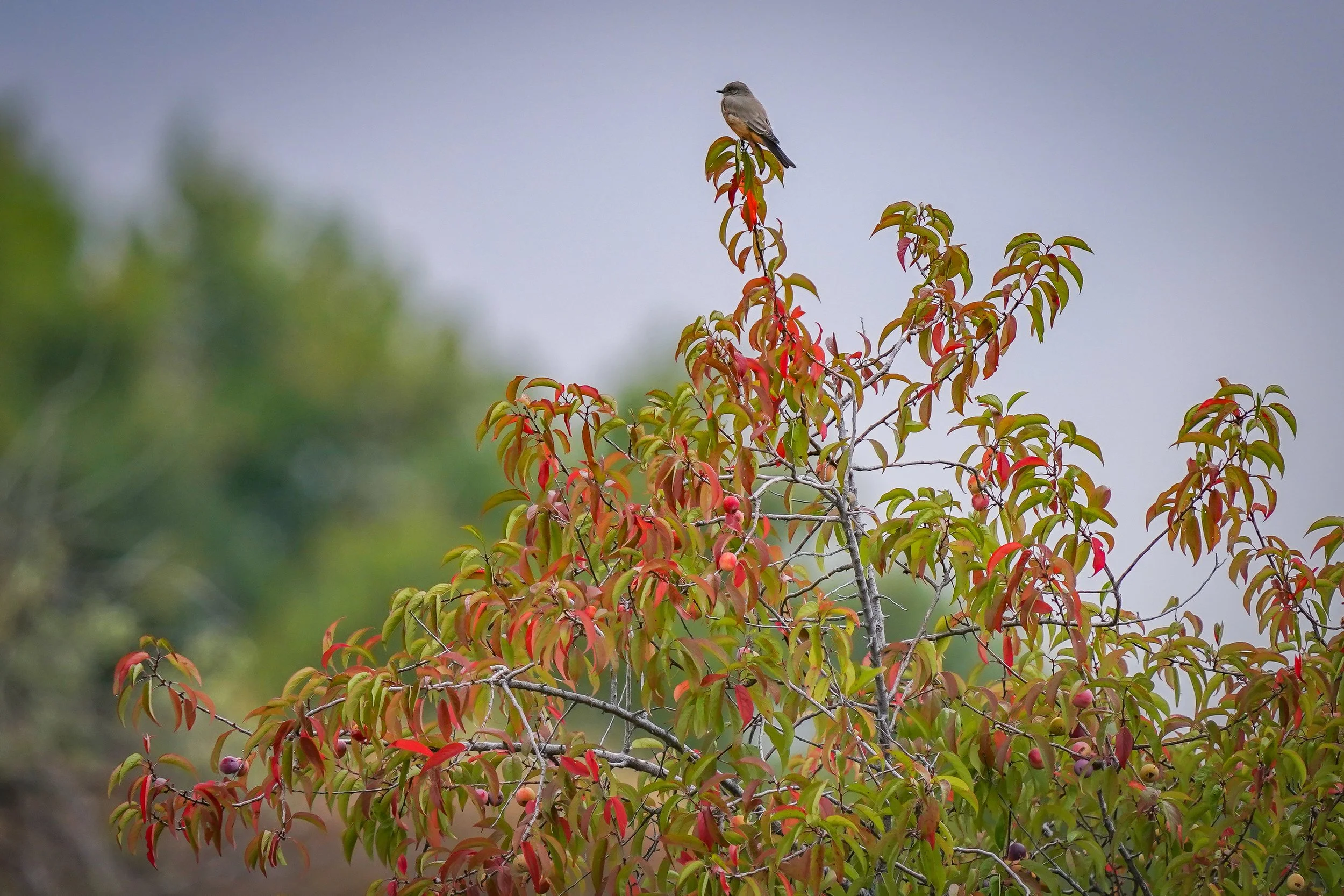 Say's Phoebe