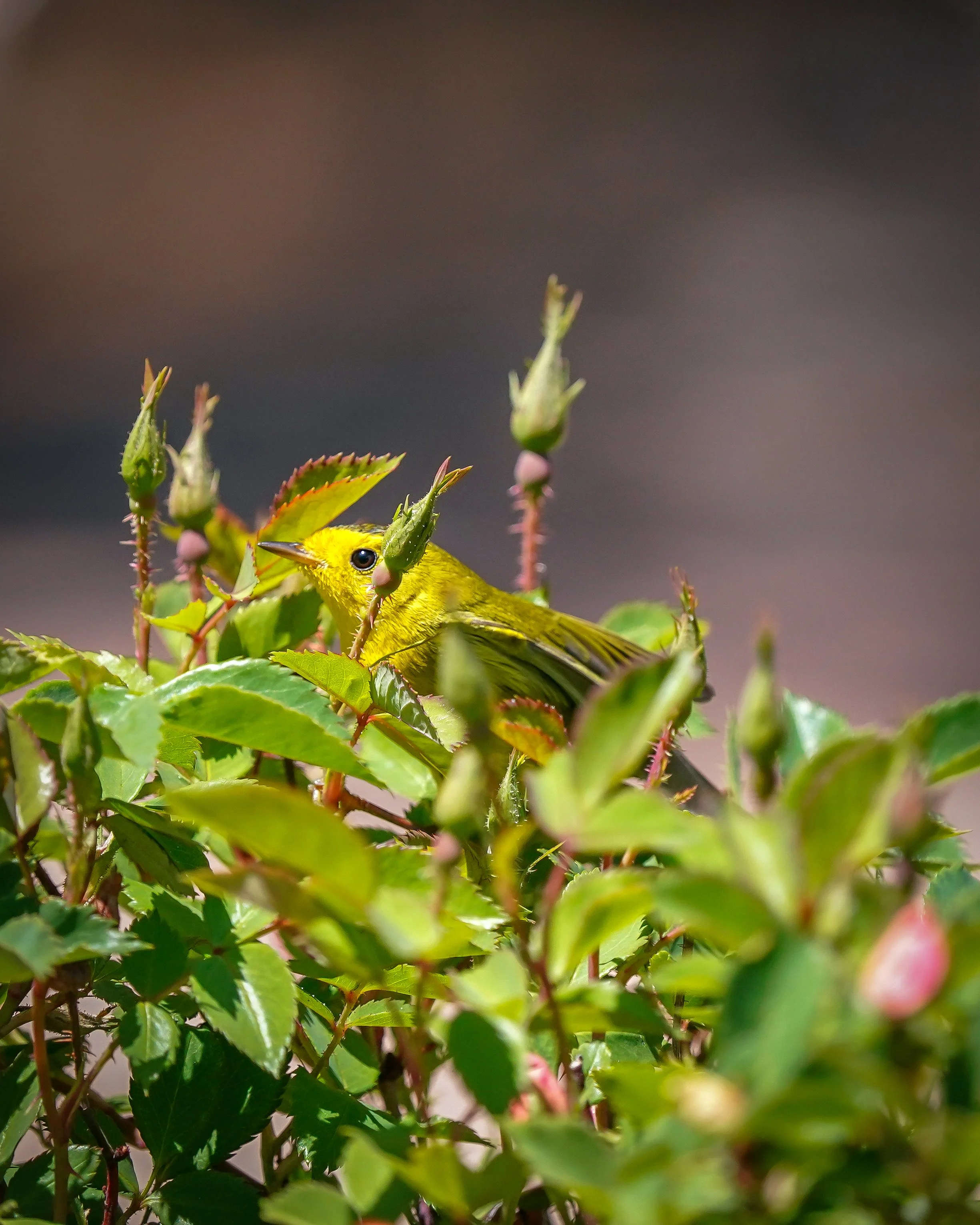 Shy Wilson's warbler