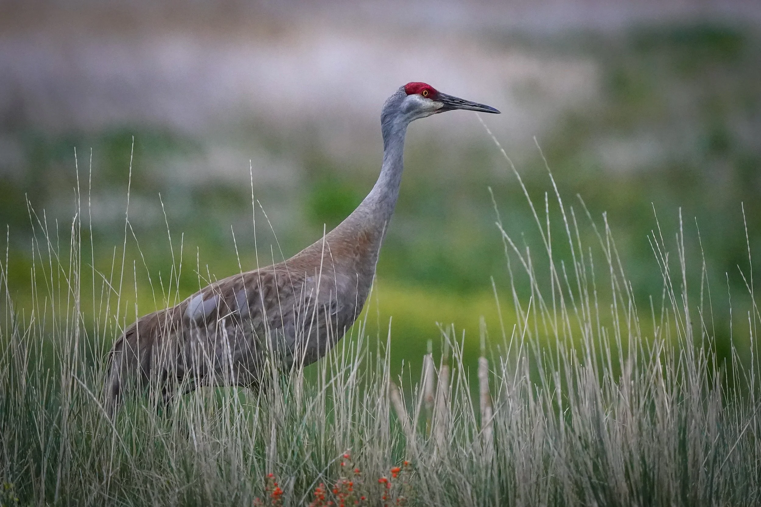 Sandhill Crane