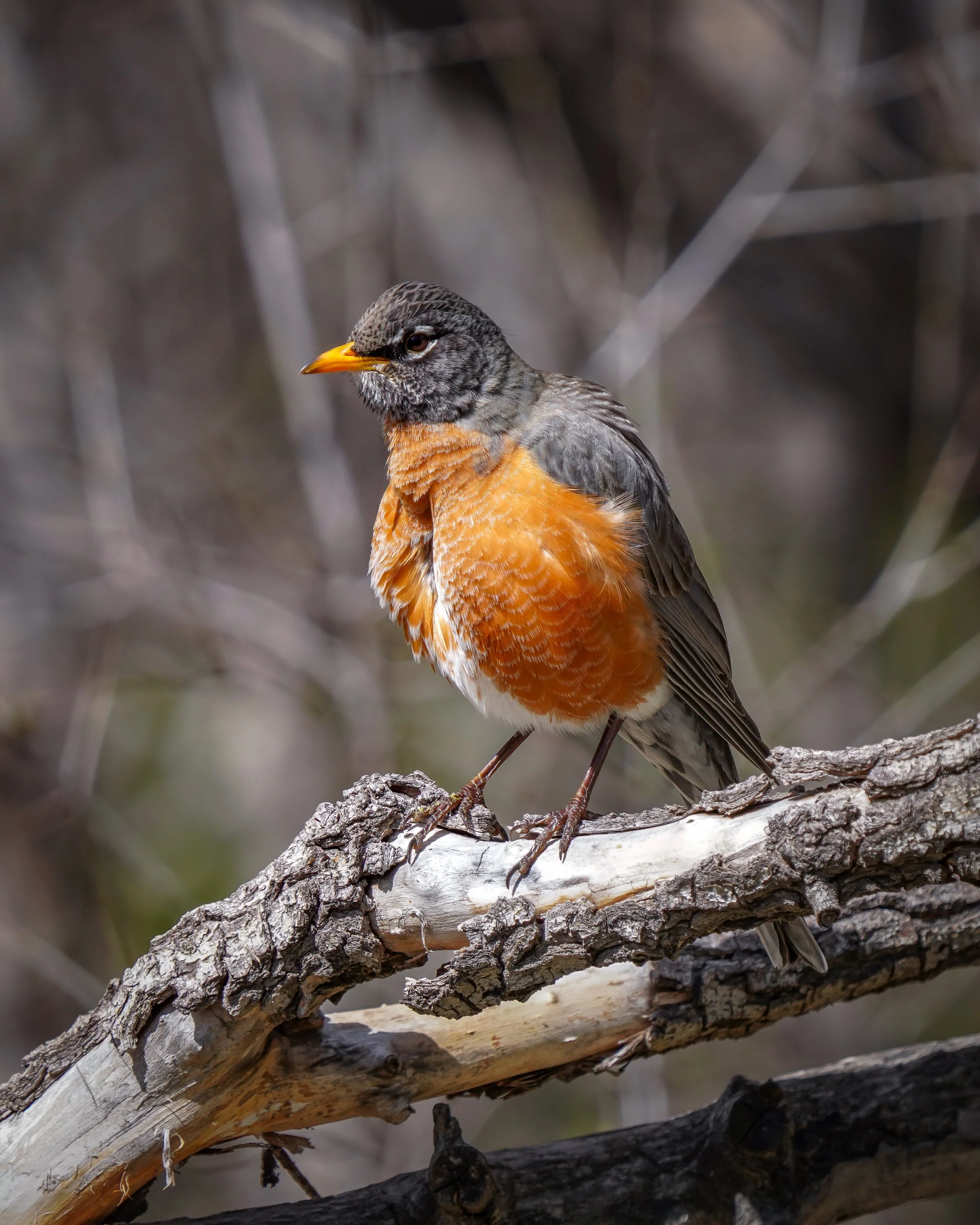 Handsome American Robin