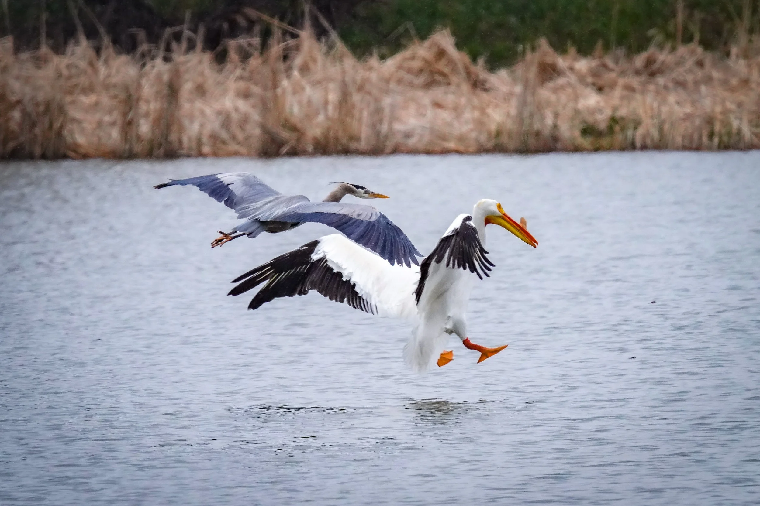 Heron & Pelican