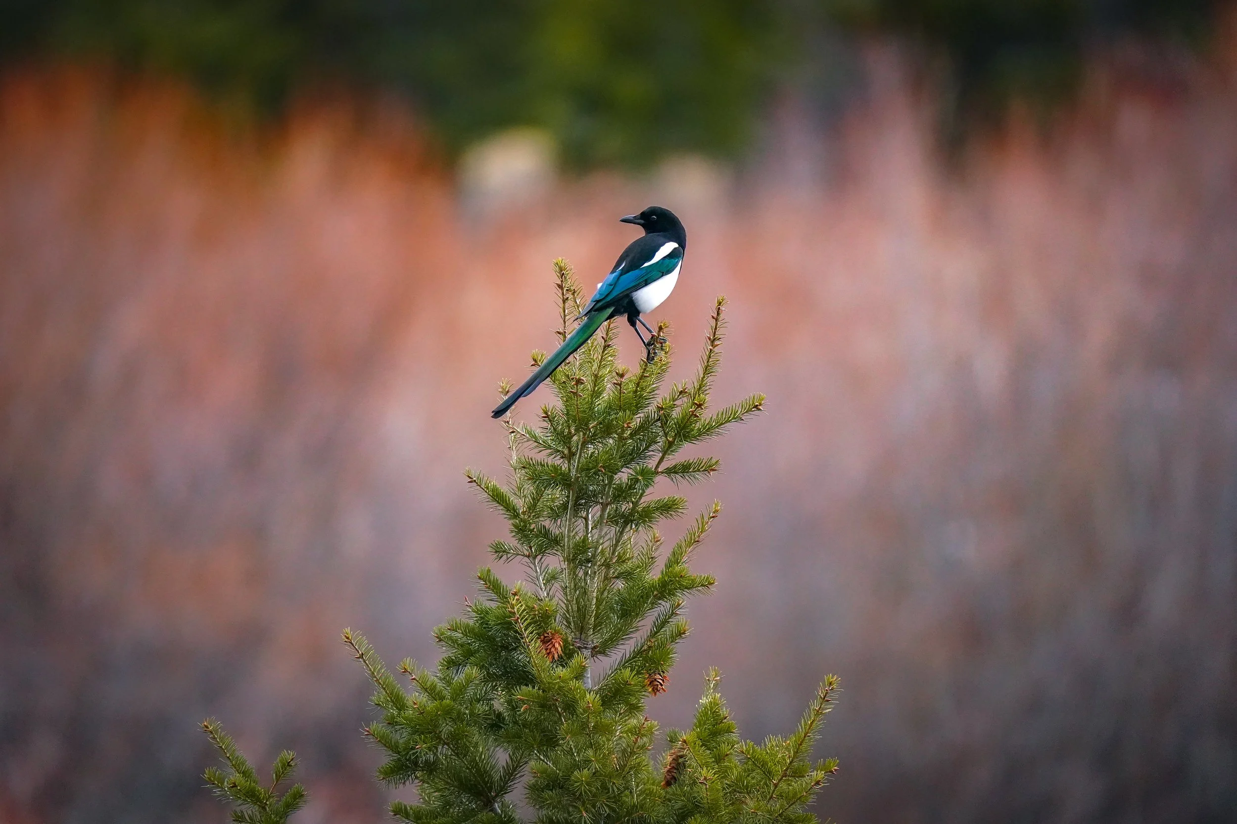 Magpie Christmas Tree Topper!