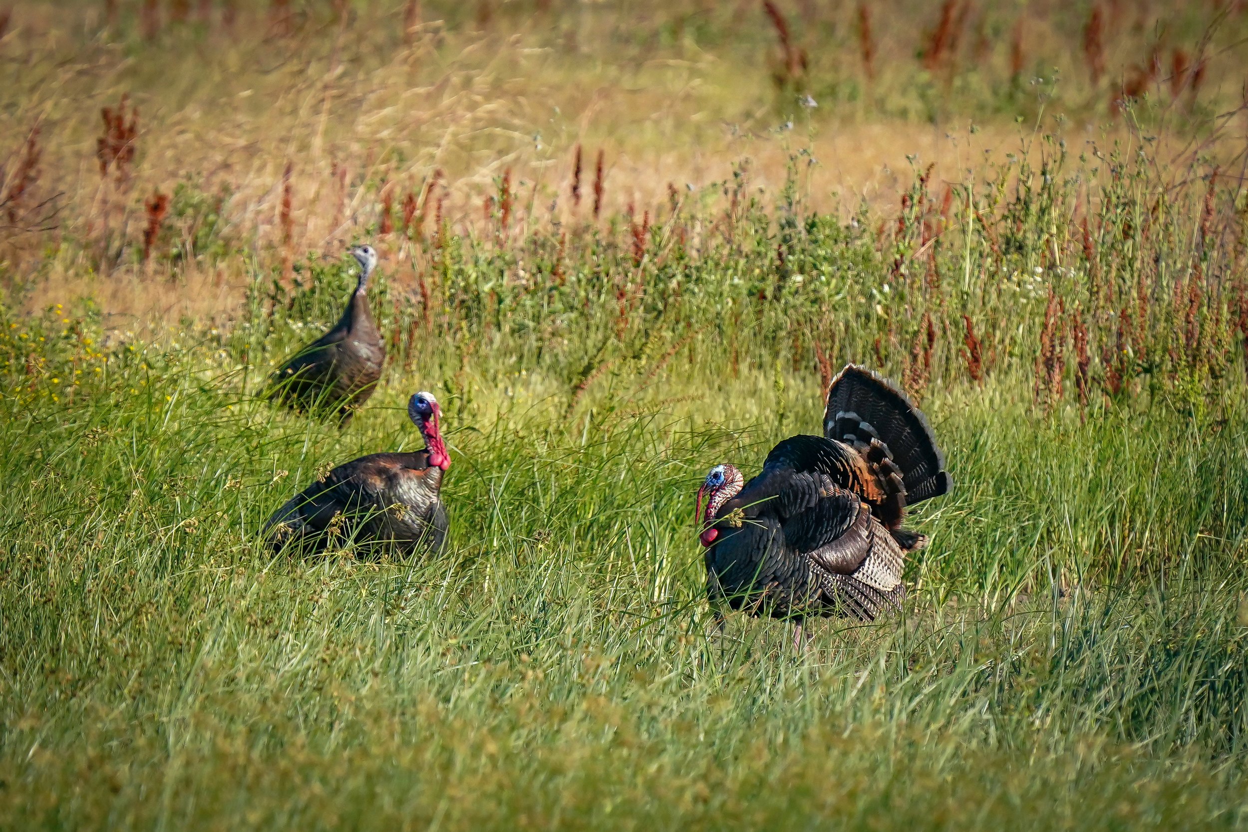 Wild turkeys at Colusa National Wildlife Refuge