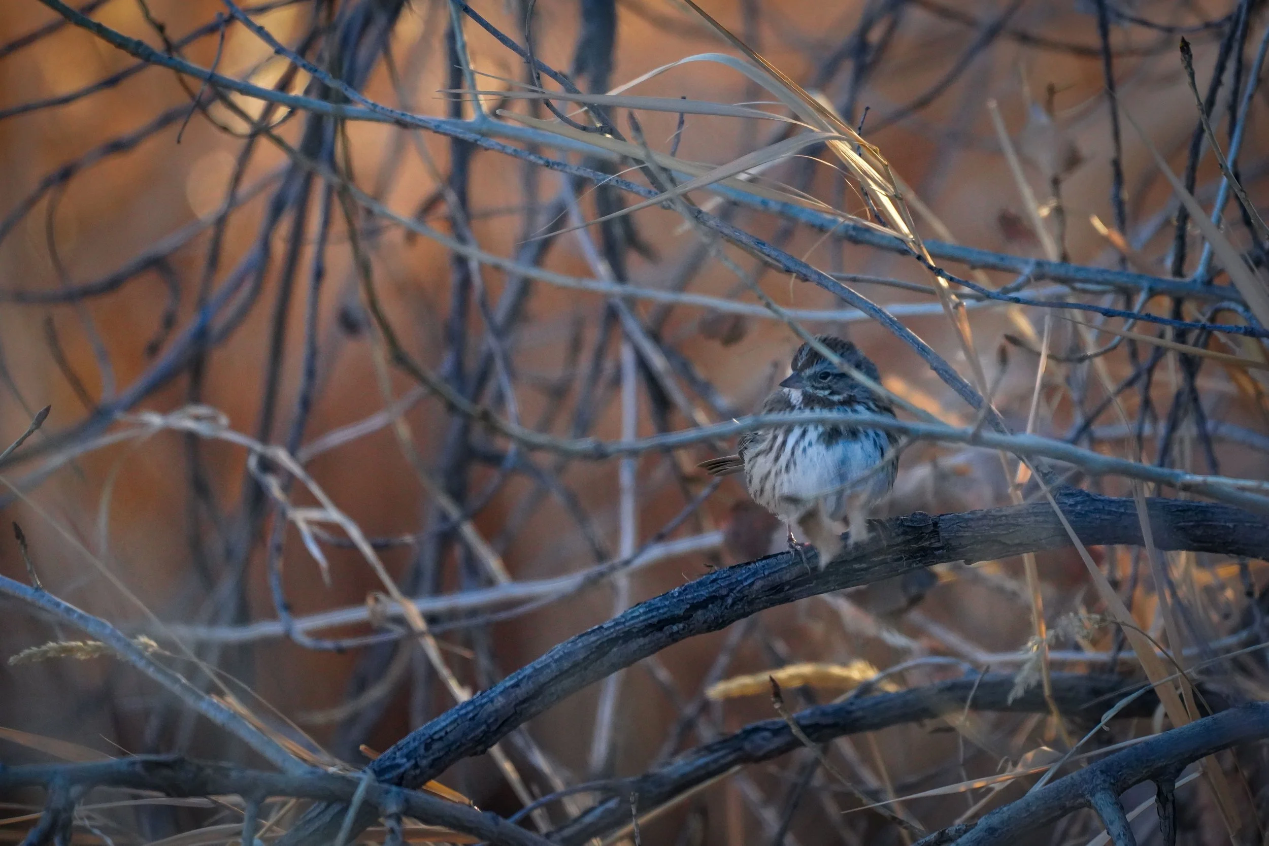 Song Sparrow