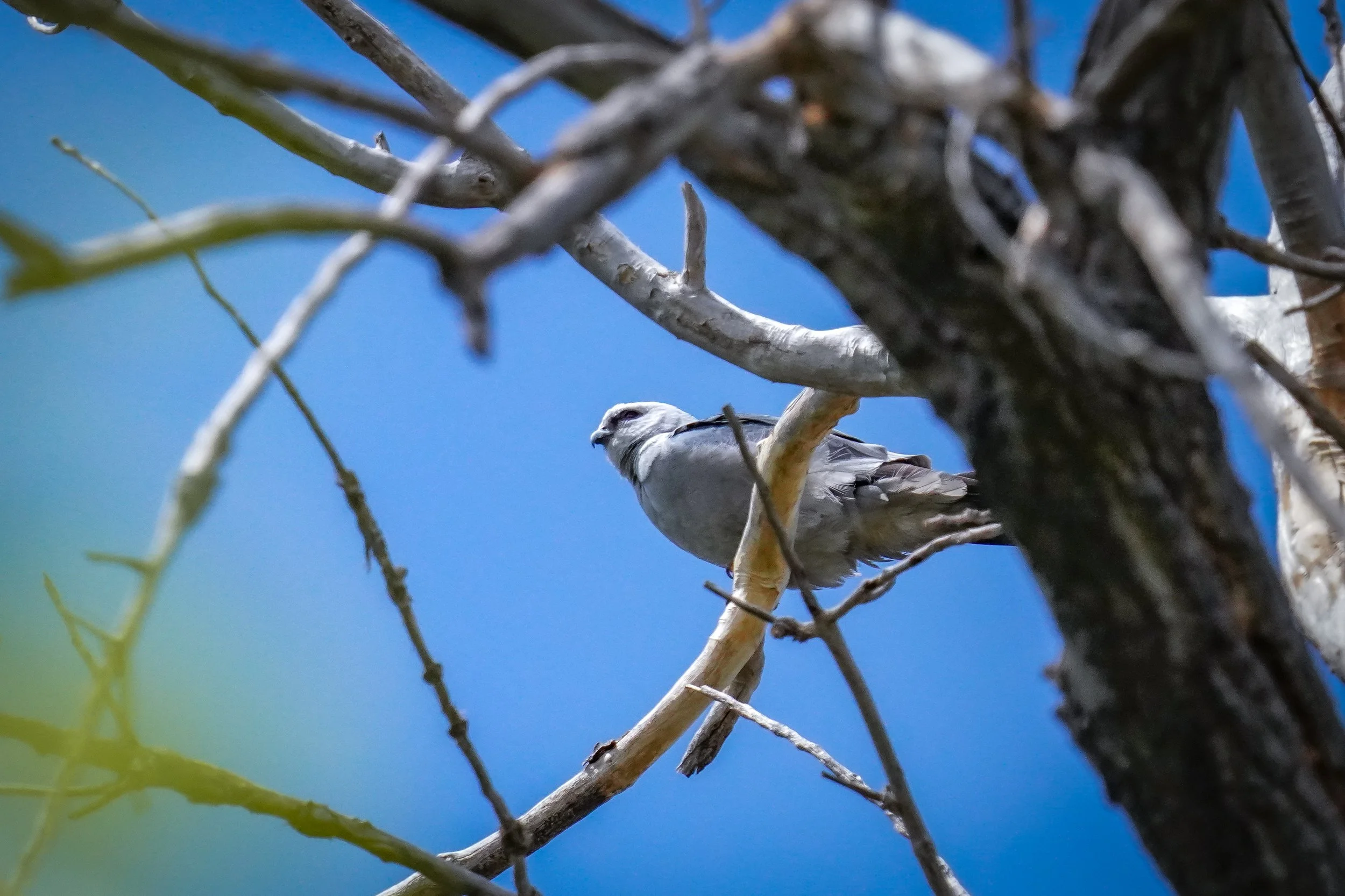 Mississippi Kite