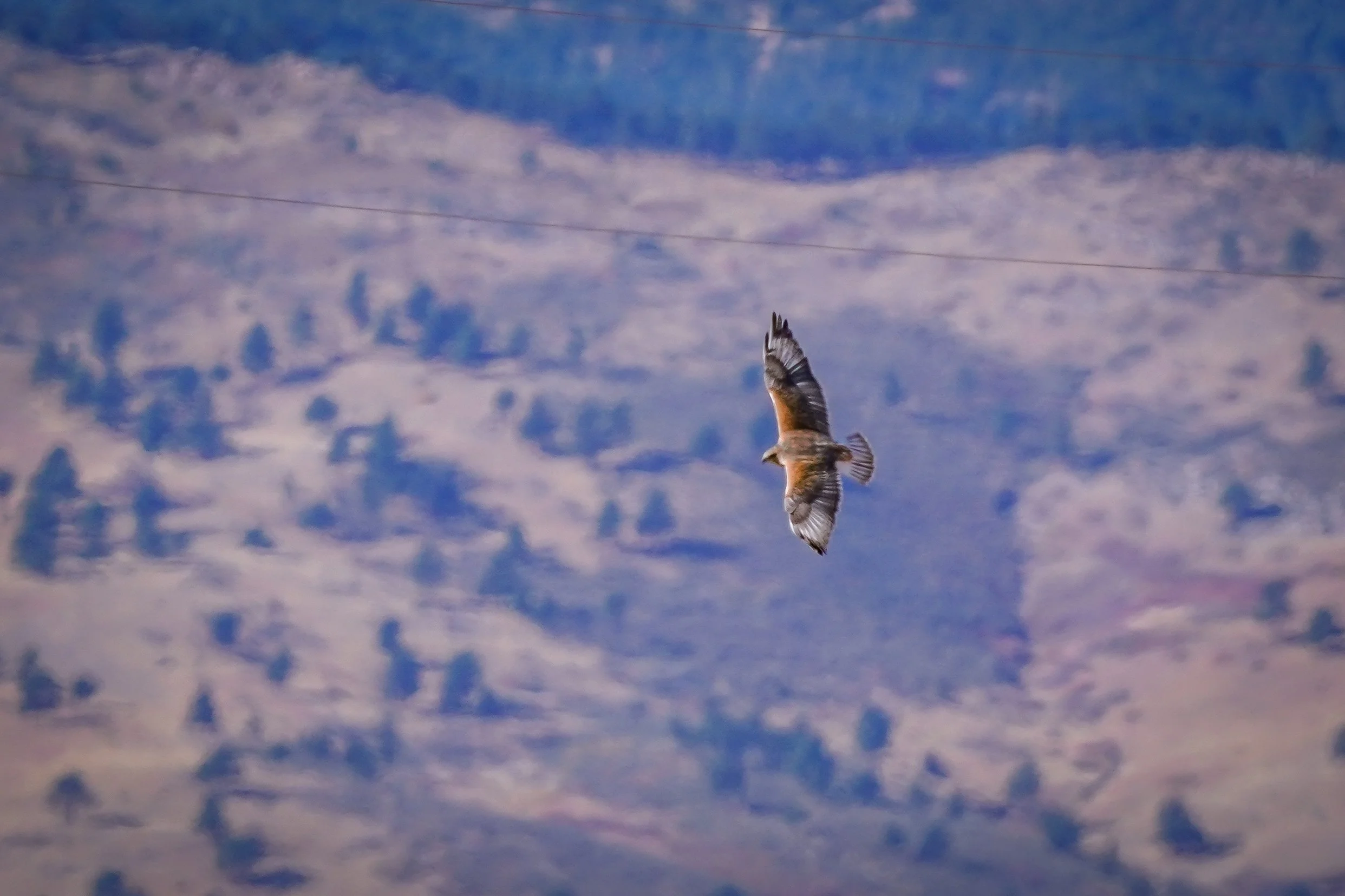 Ferruginous Hawk giving us another look at the white patches on top of its wings