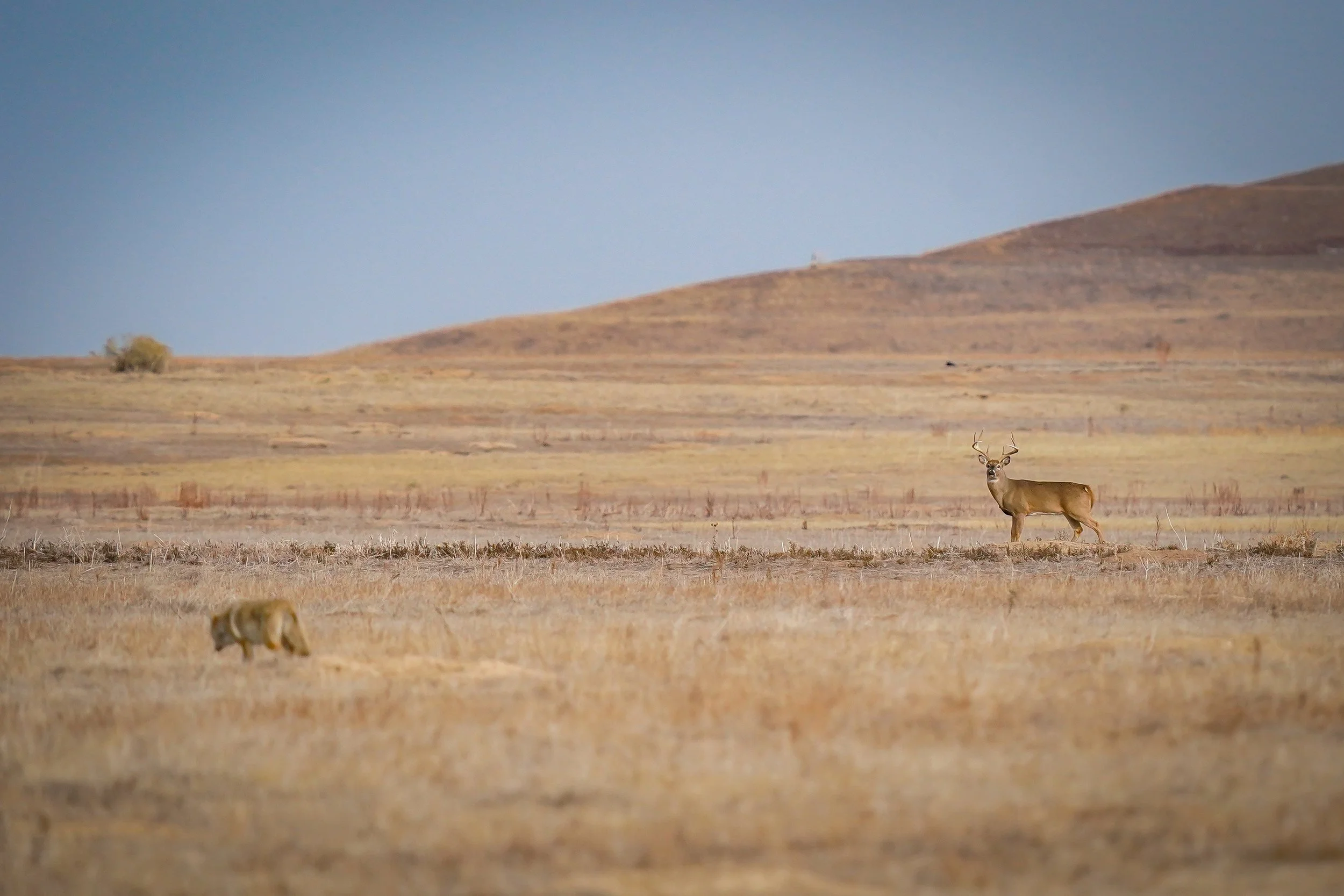 Another white-tail buck with a coyote