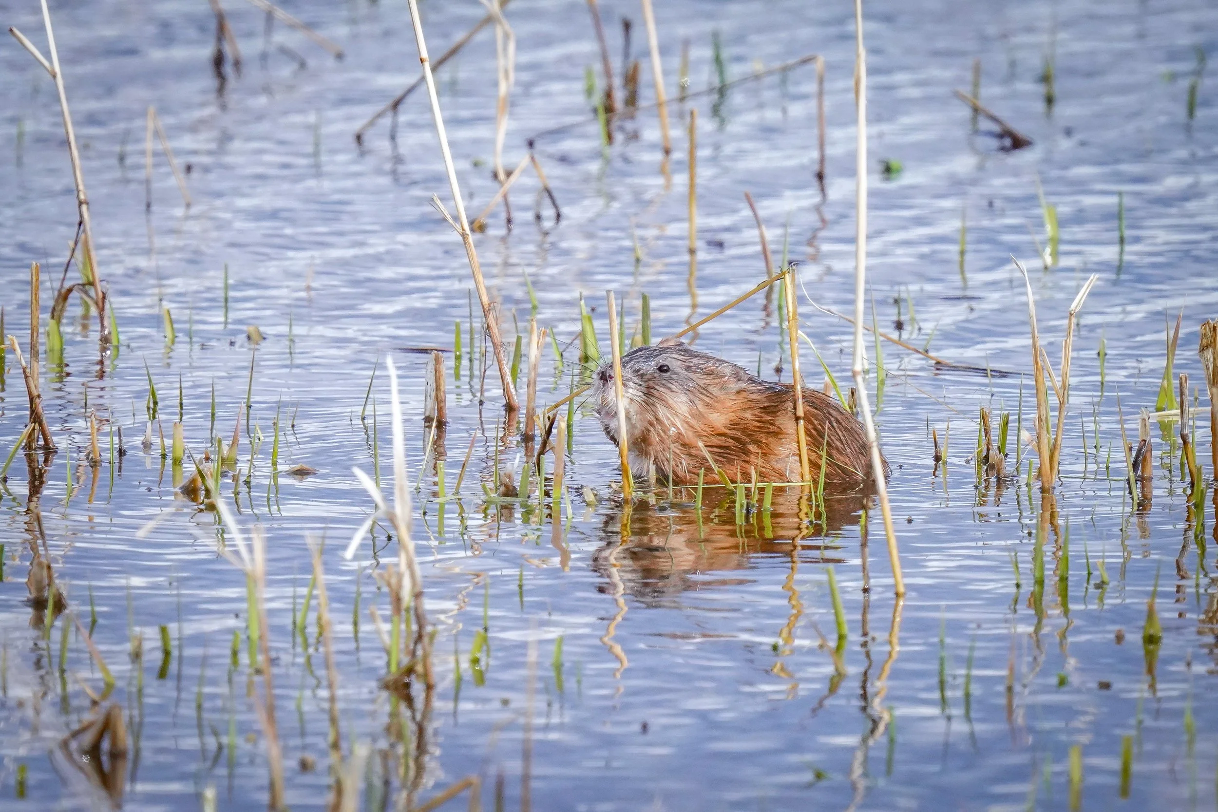 Muskrat