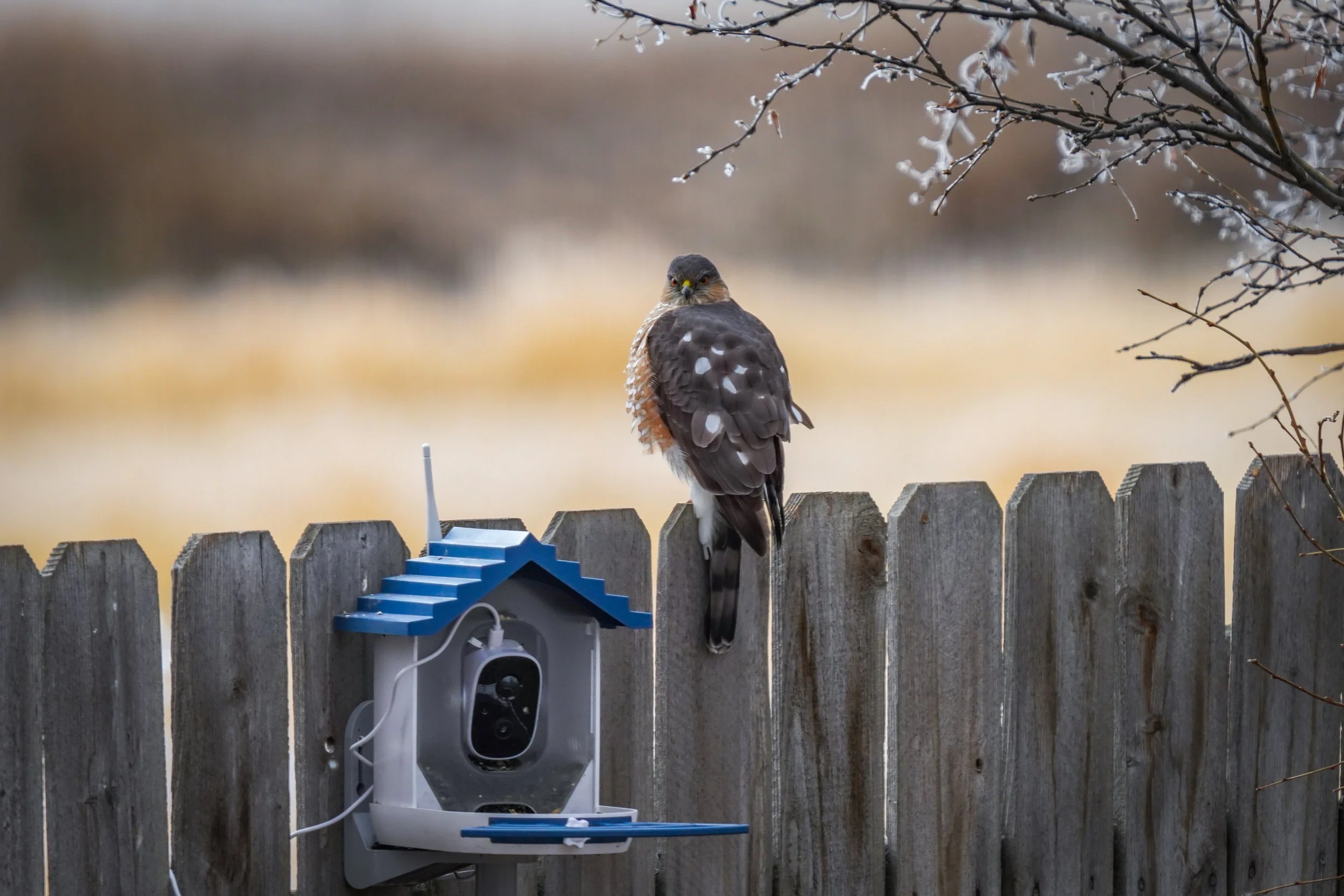 Sharp-shinned Hawk scoping out its next meal!