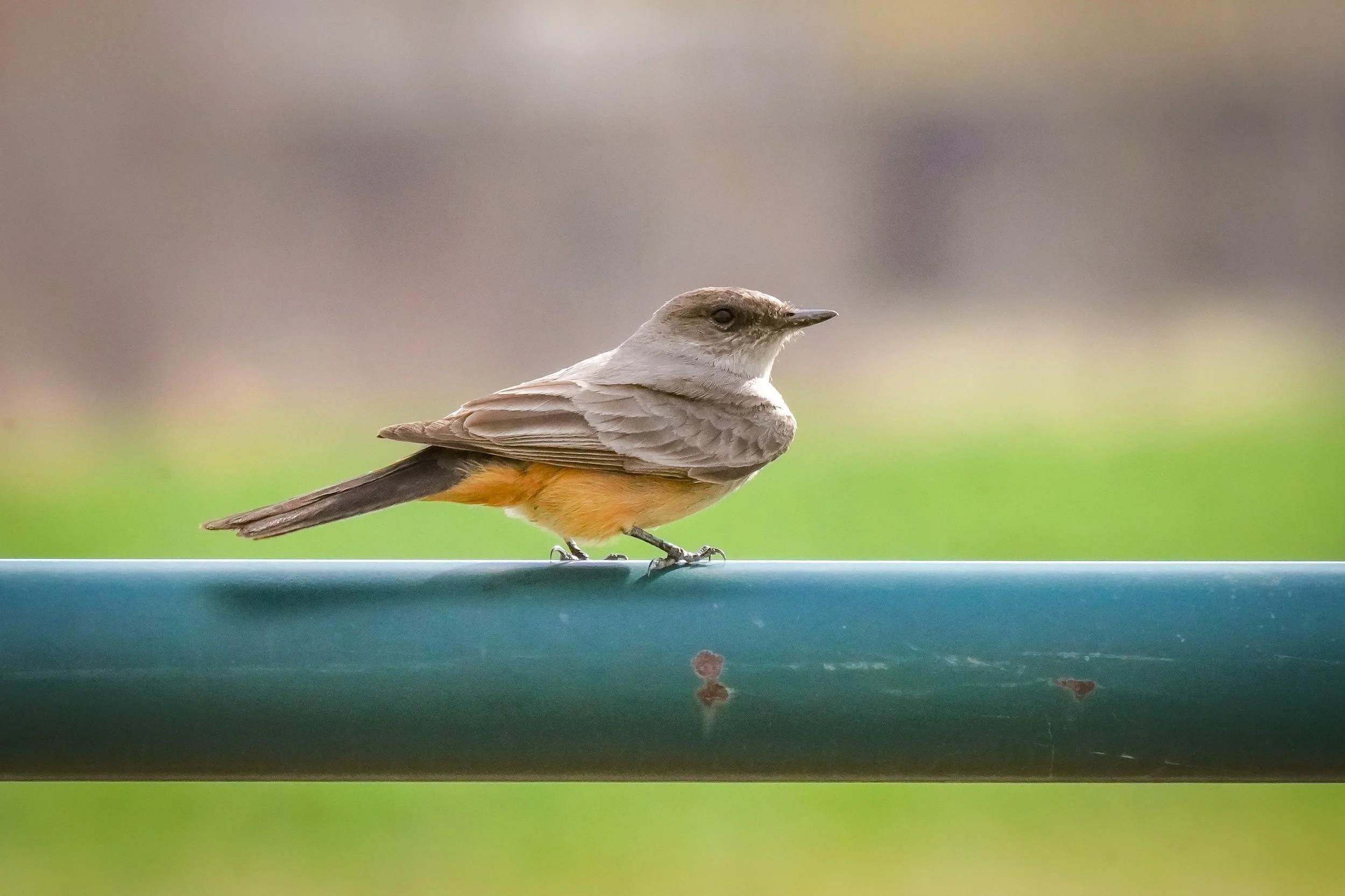 Say's Phoebe