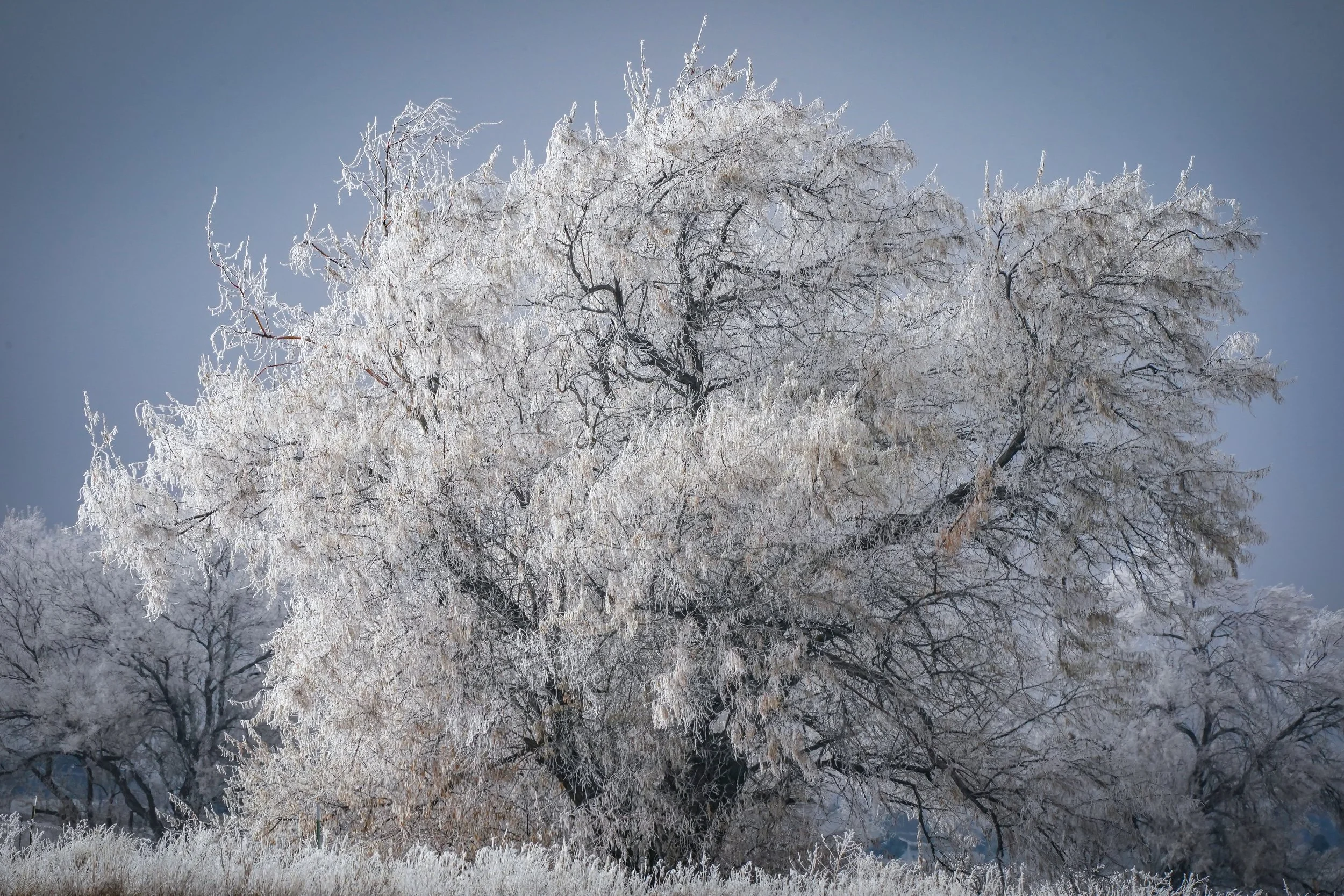 Beautiful Hoarfrost