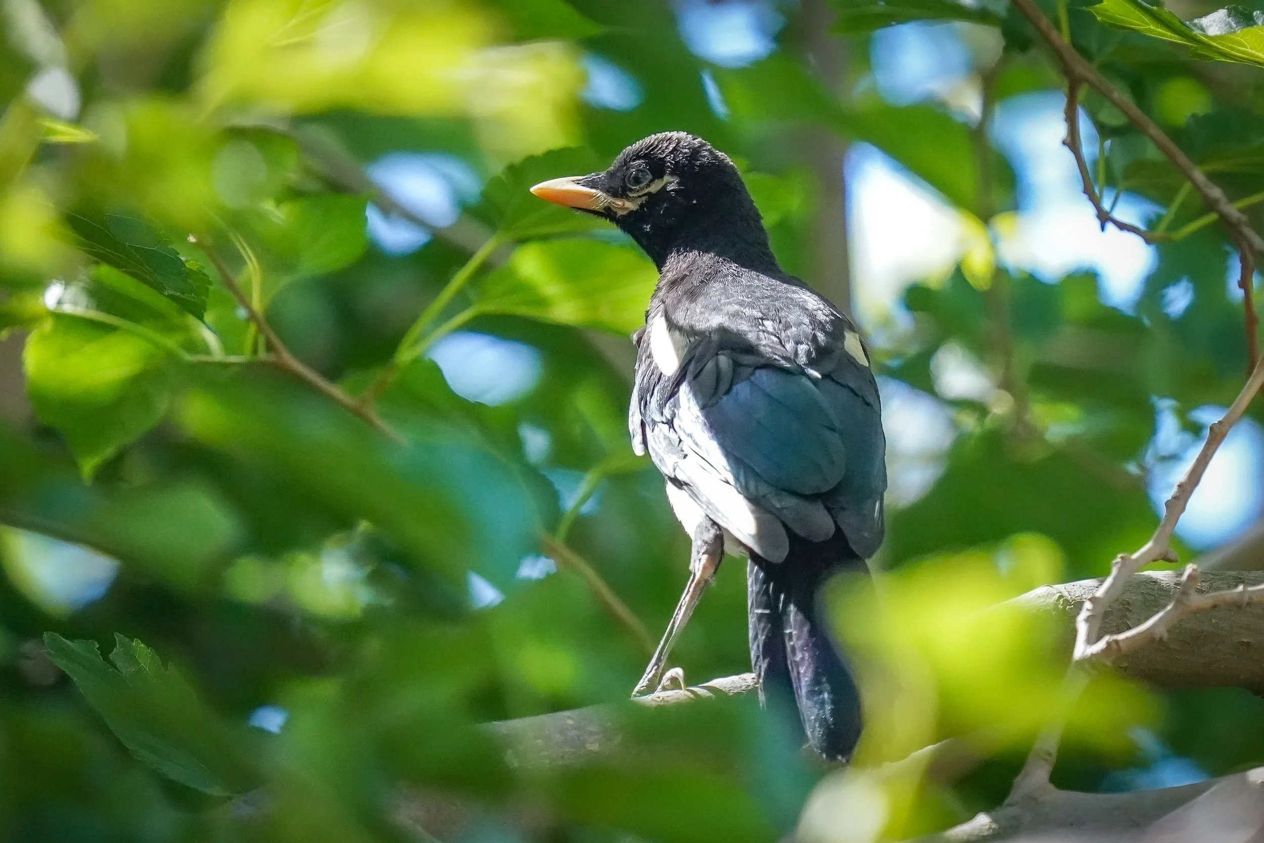 Yellow-billed Magpie fledgling