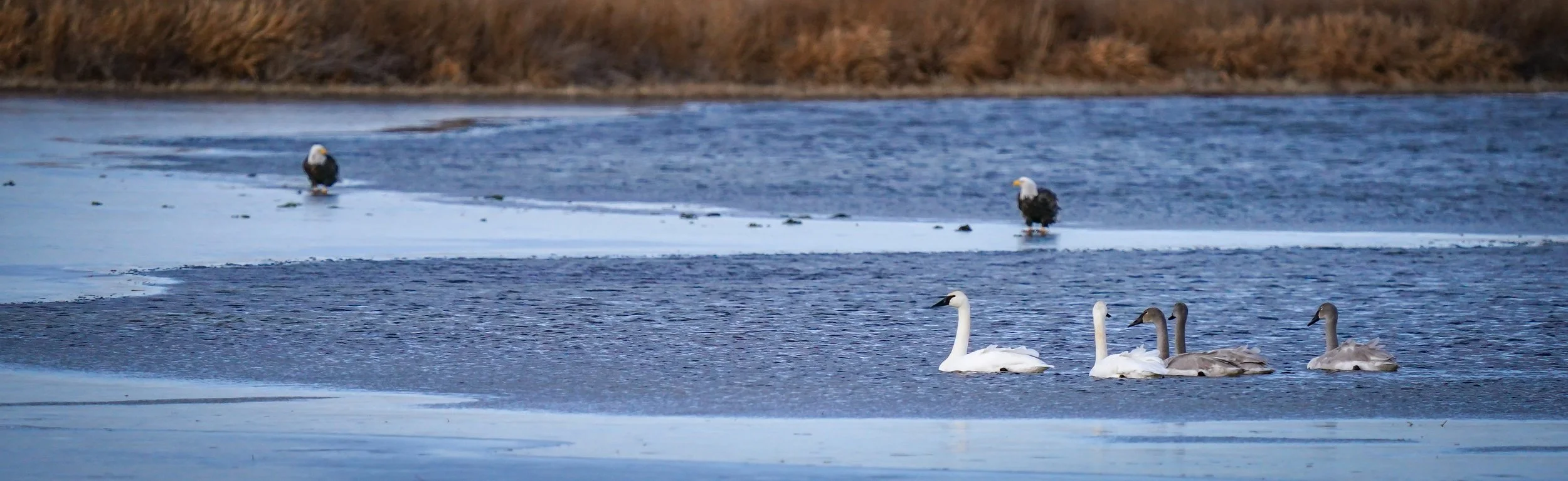 Trumpeter Swans and Bald Eagles