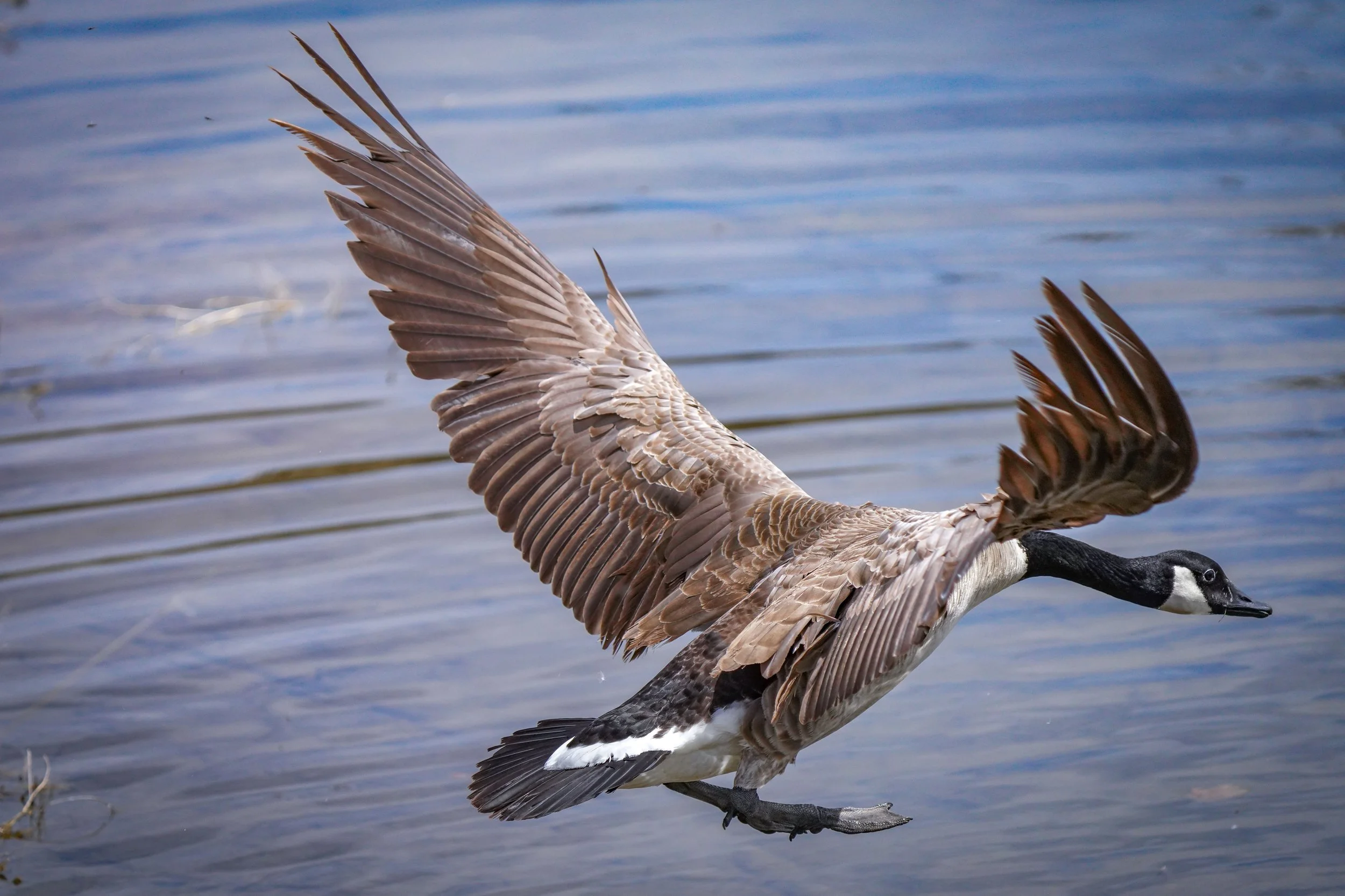 Canada Goose
