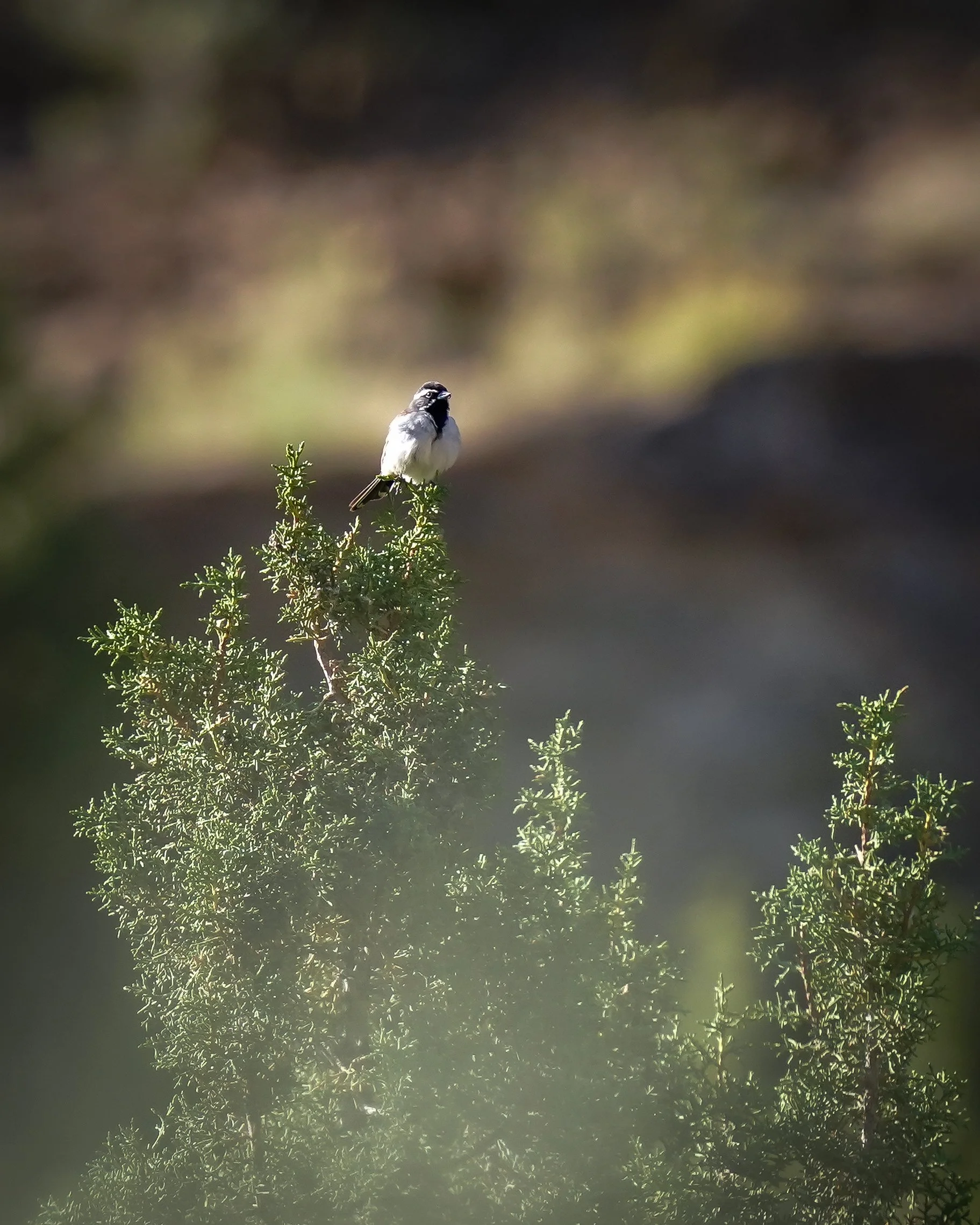 Black-throated Sparrow! (lifer)