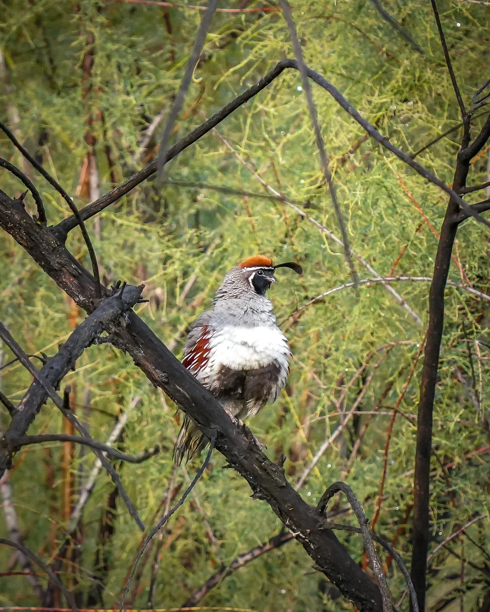 Gambel's Quail! (lifer)