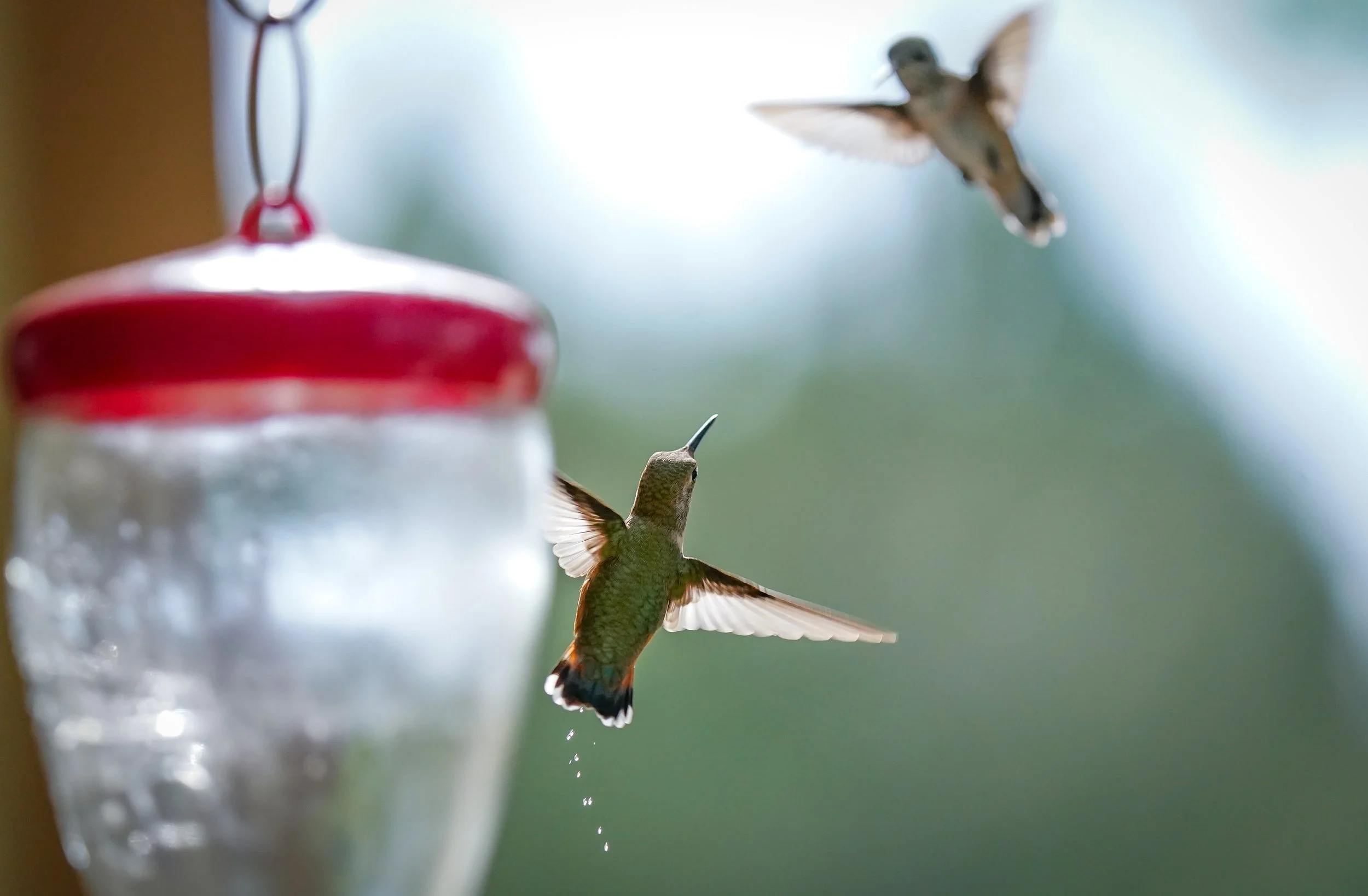 2 Rufous Hummingbirds faceoff