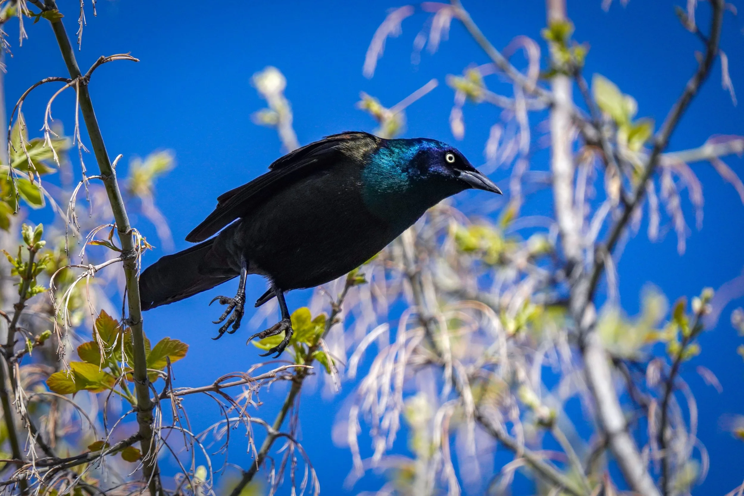 Common Grackle