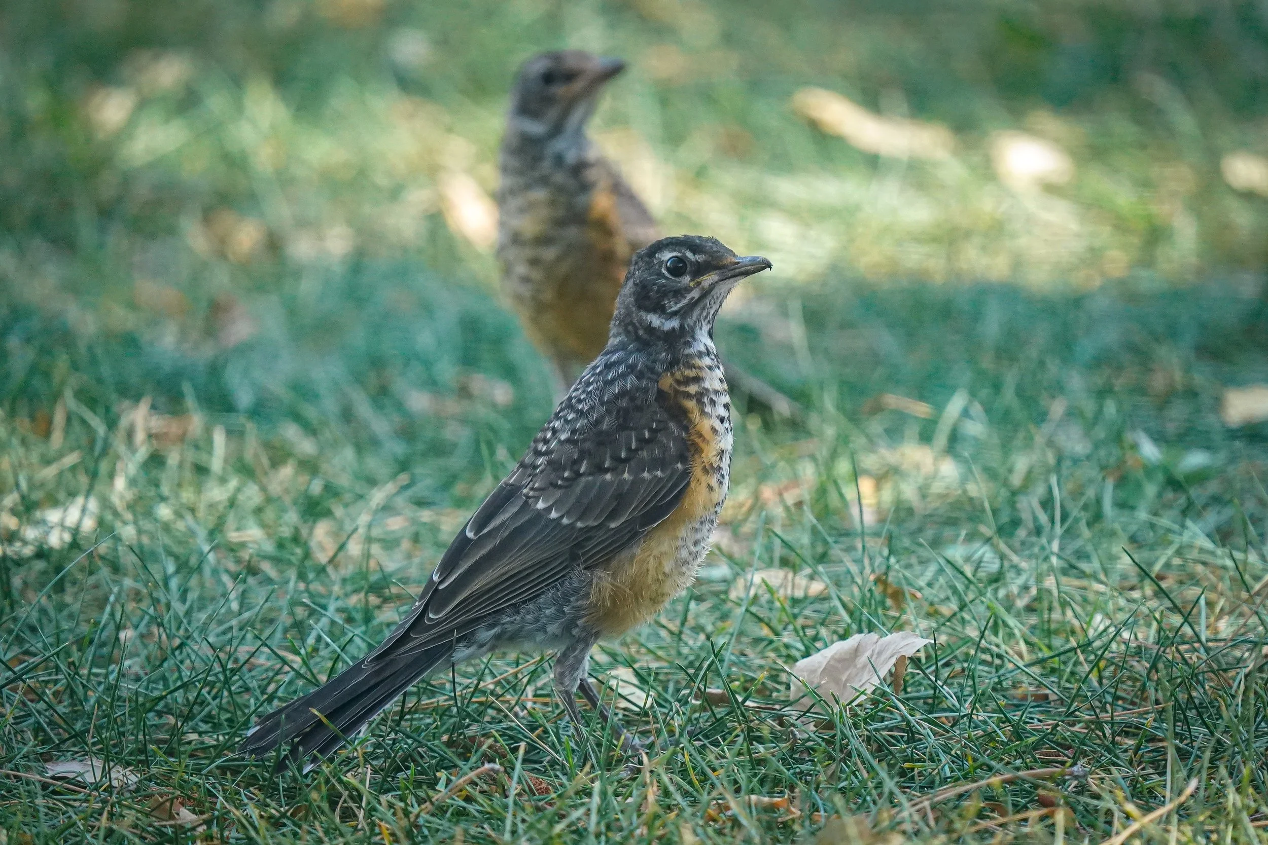 A look at 2 of the American Robin siblings that have survived this long - parents are still feeding them intermittently 