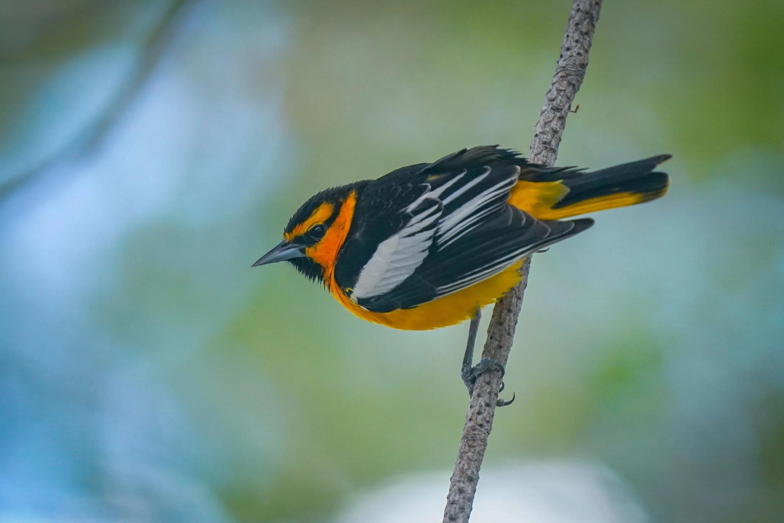 Bullock's Oriole