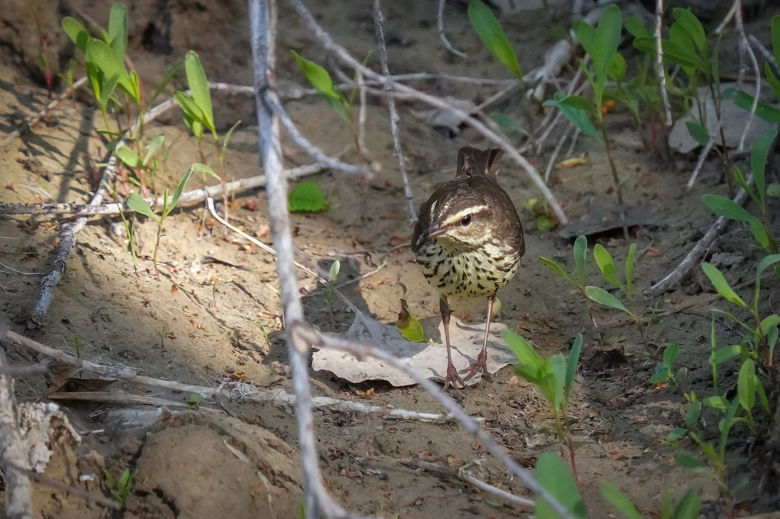 Louisiana Waterthrush (originally thought to be Northern Waterthrush)