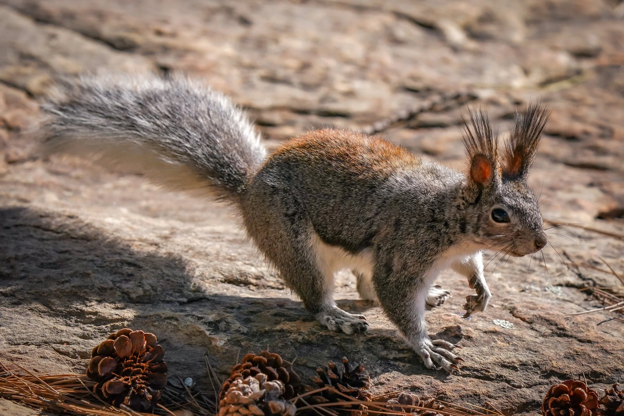 Abert's squirrel