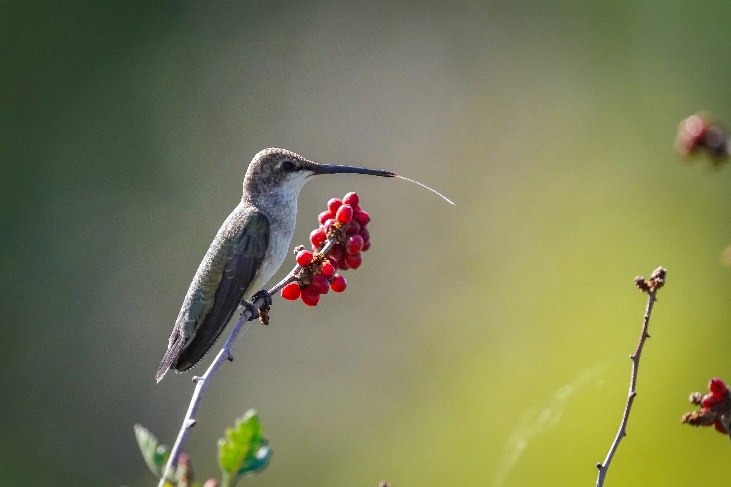 2024-09-07-kingery-nature-center-host-table-hummingbird-laura-sheets-4.jpg